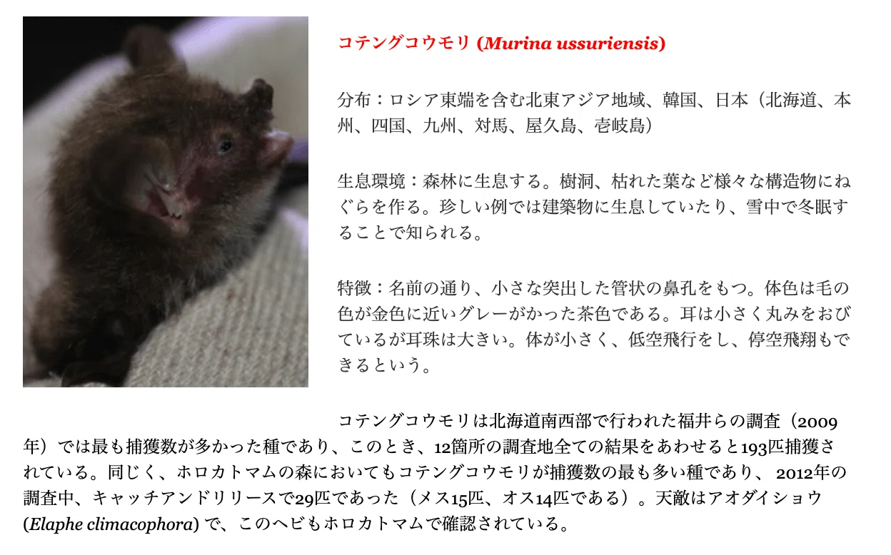 1枚のコウモリの写真から始まった。｜山林