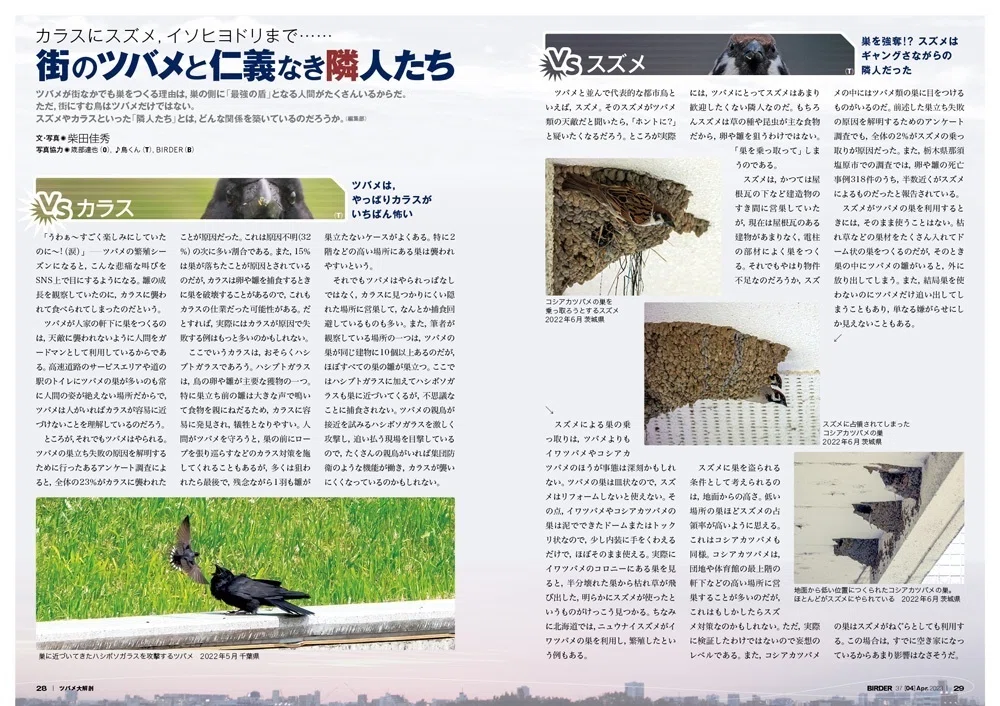 BIRDER4月号の見どころ｜ブンイチ（文一総合出版）