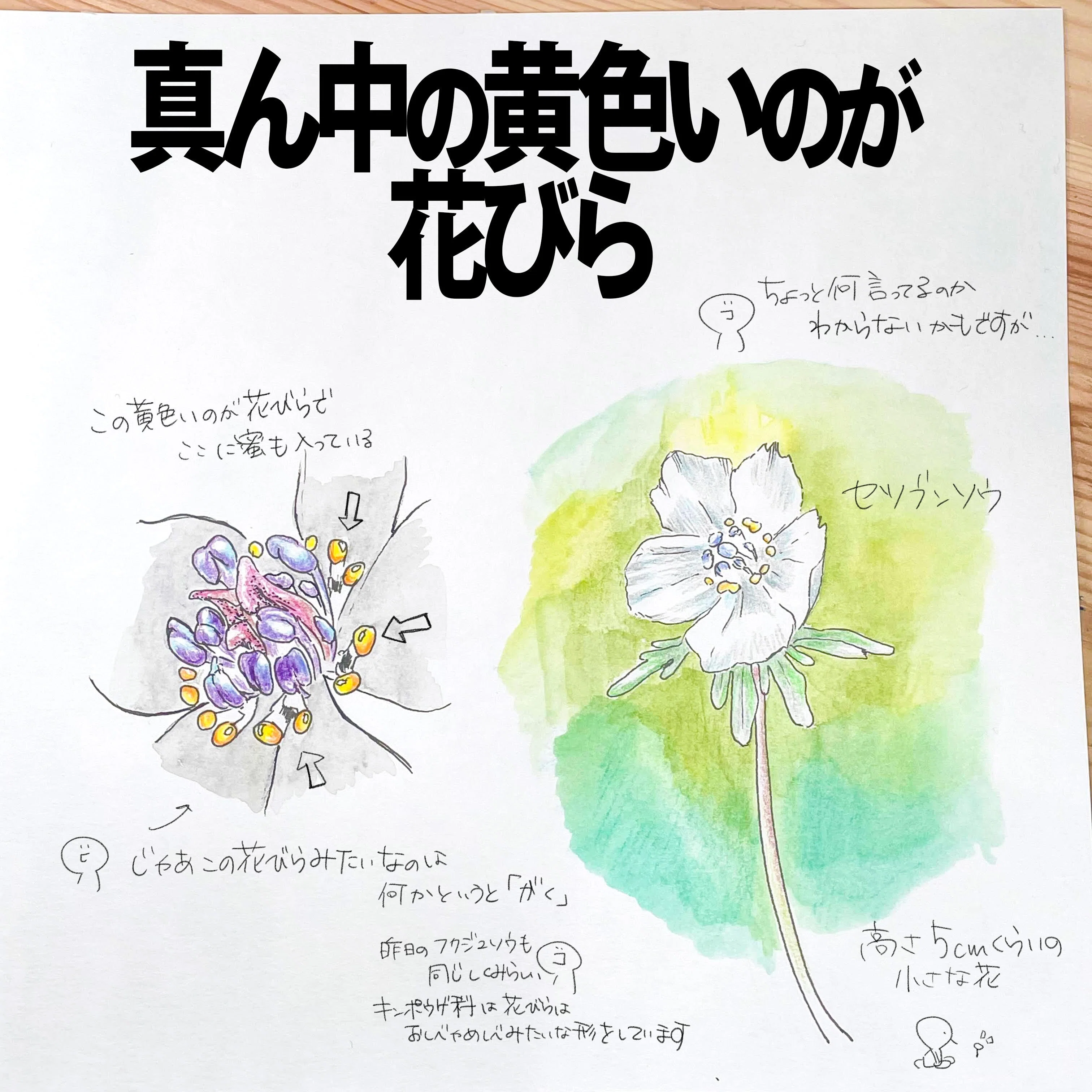 真ん中の黄色いのが花びら｜セツブンソウ｜くますけ｜自然ガイド