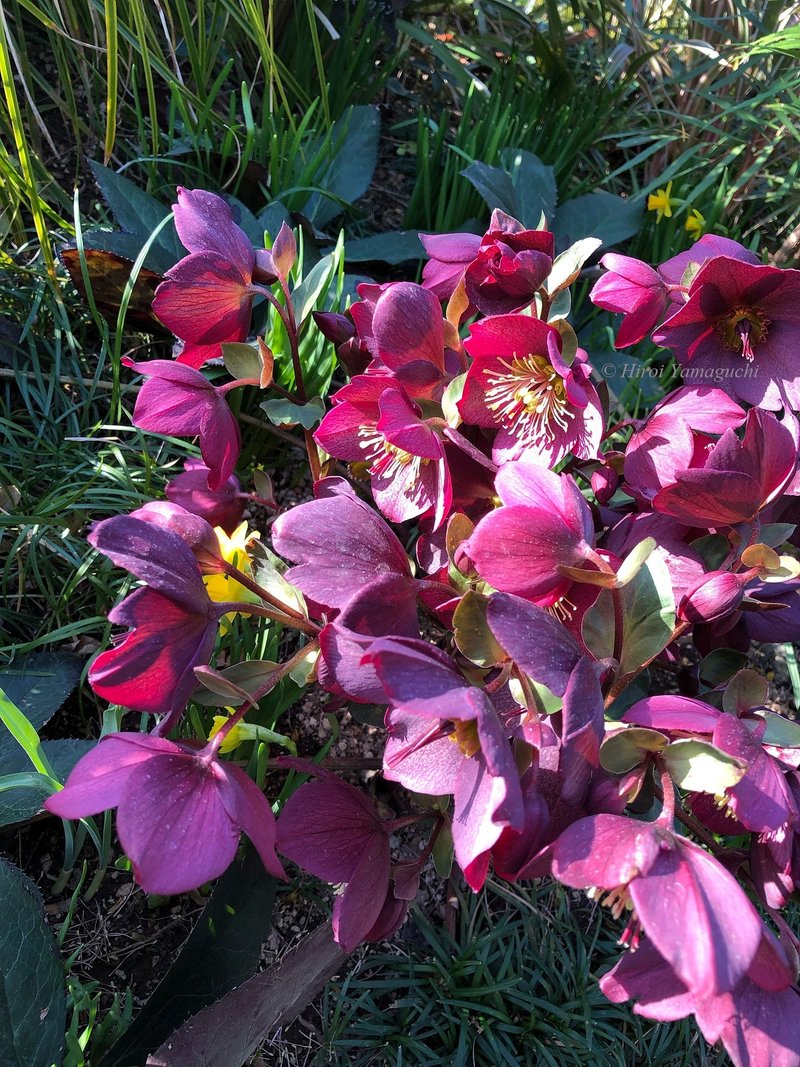 レンテンローズの花の写真です。ボルドーの萼と中心の線状の花が光に照らされて輝いています。