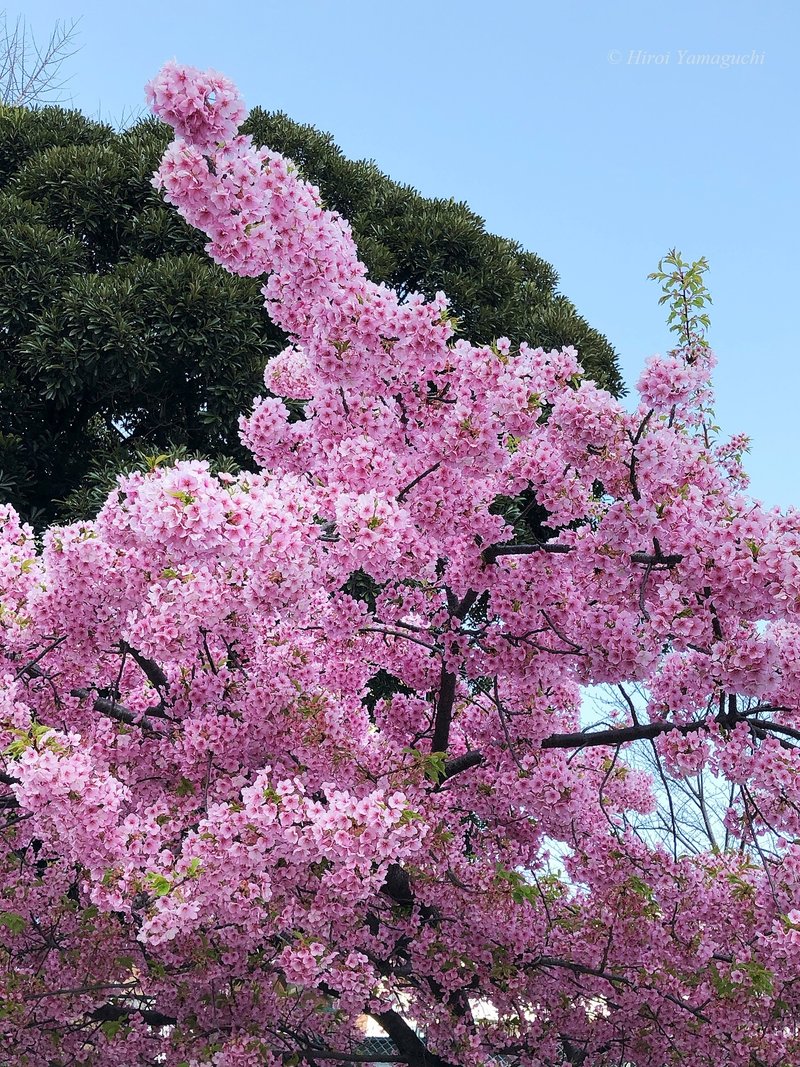 満開の河津桜の写真です。青空の中、ピンクの花がぎっしりと枝についています。