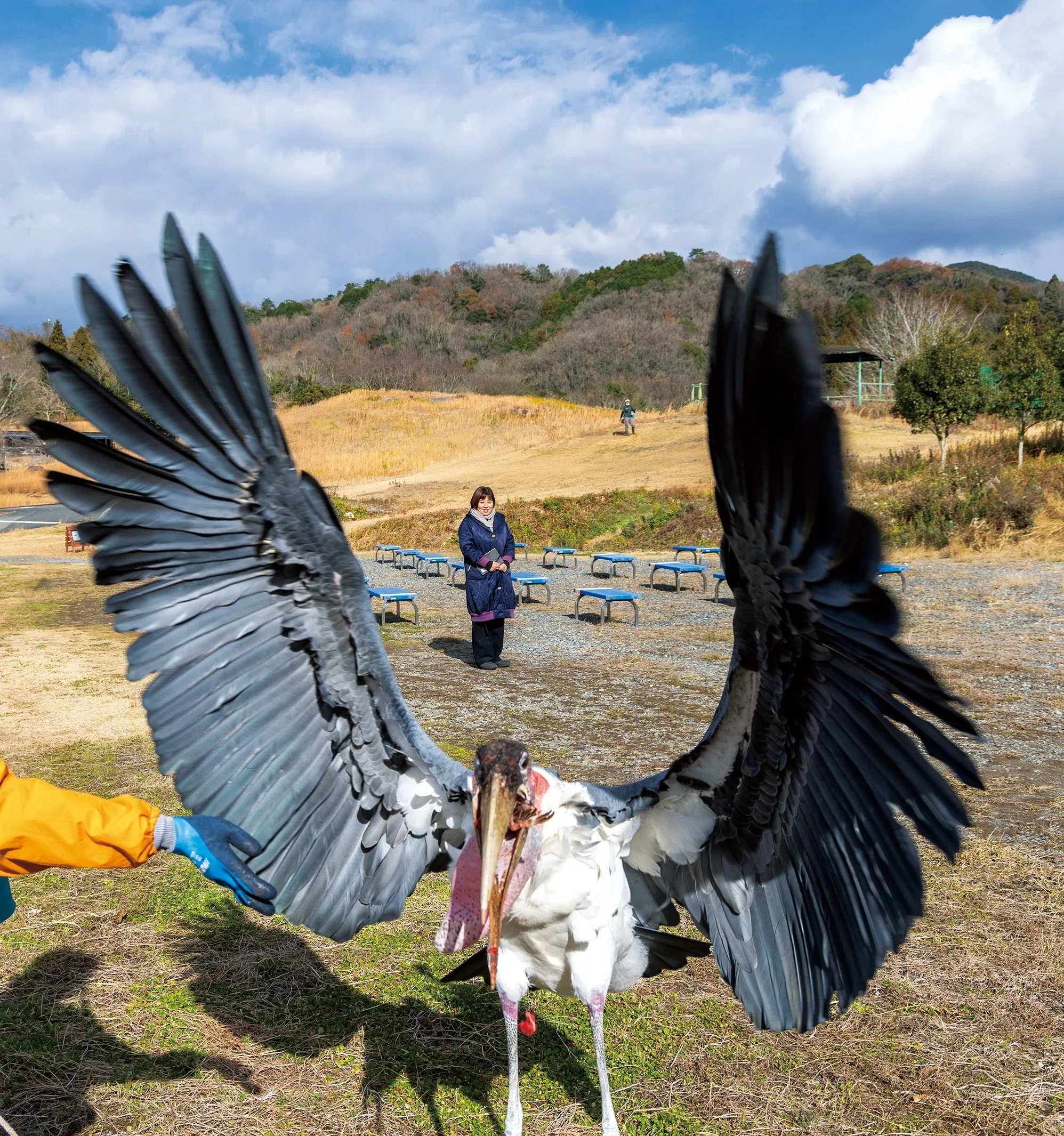 ペルー産　巨大ベッコウバチ　105mm(翅) 大迫力！ 頭上を滑空するアフリカハゲコウ（山口県美祢市）｜ホンタビ