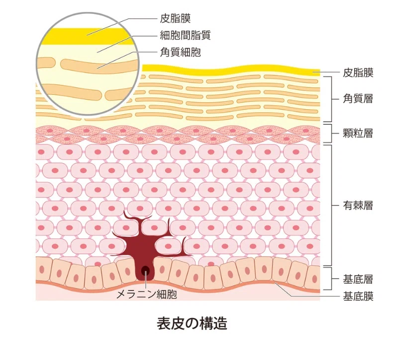 表皮のターンオーバーの流れ。基底層から角質層へ細胞が押し上げられ剥がれ落ちるまでを示す図