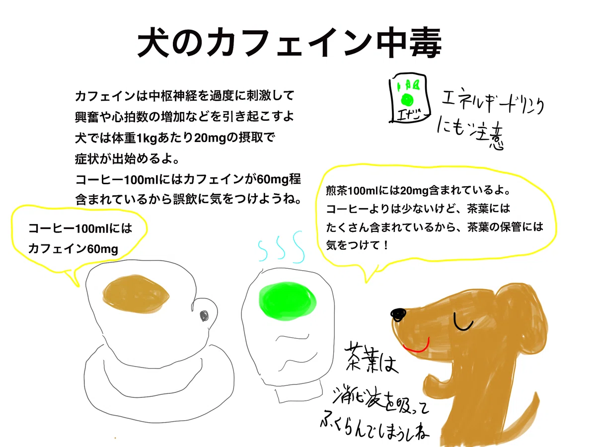 中毒17：犬のカフェイン中毒【中毒】｜『犬に中毒を起こす物質』獣医師ふー