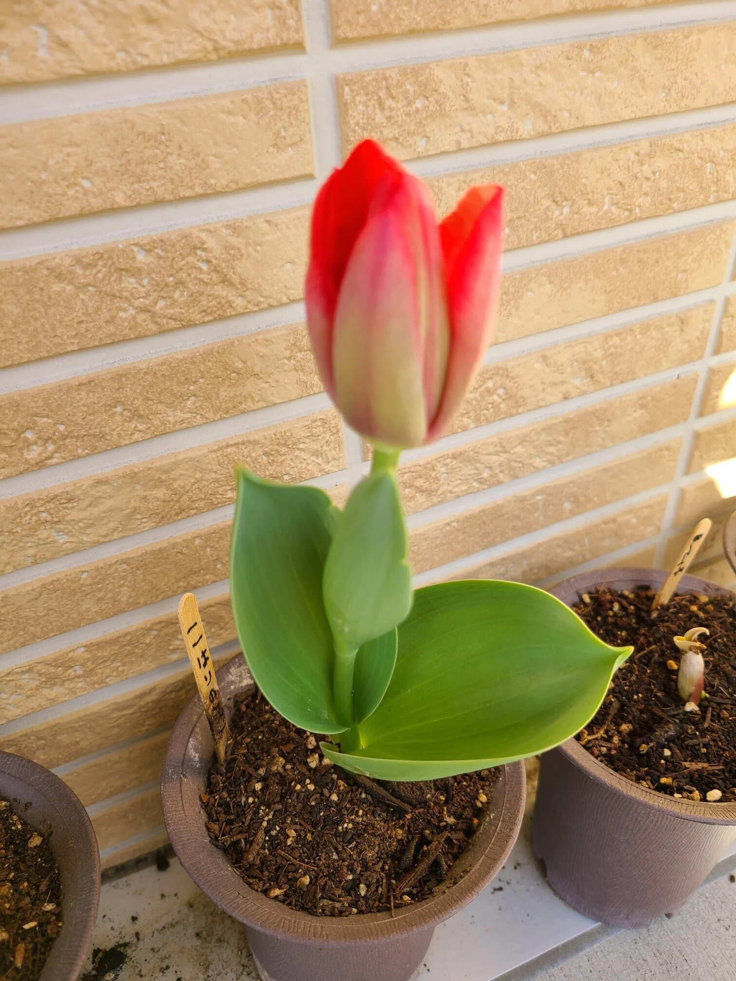 🌷咲いた～咲いた～チューリップの花が～🌷｜社会福祉法人 恵和会