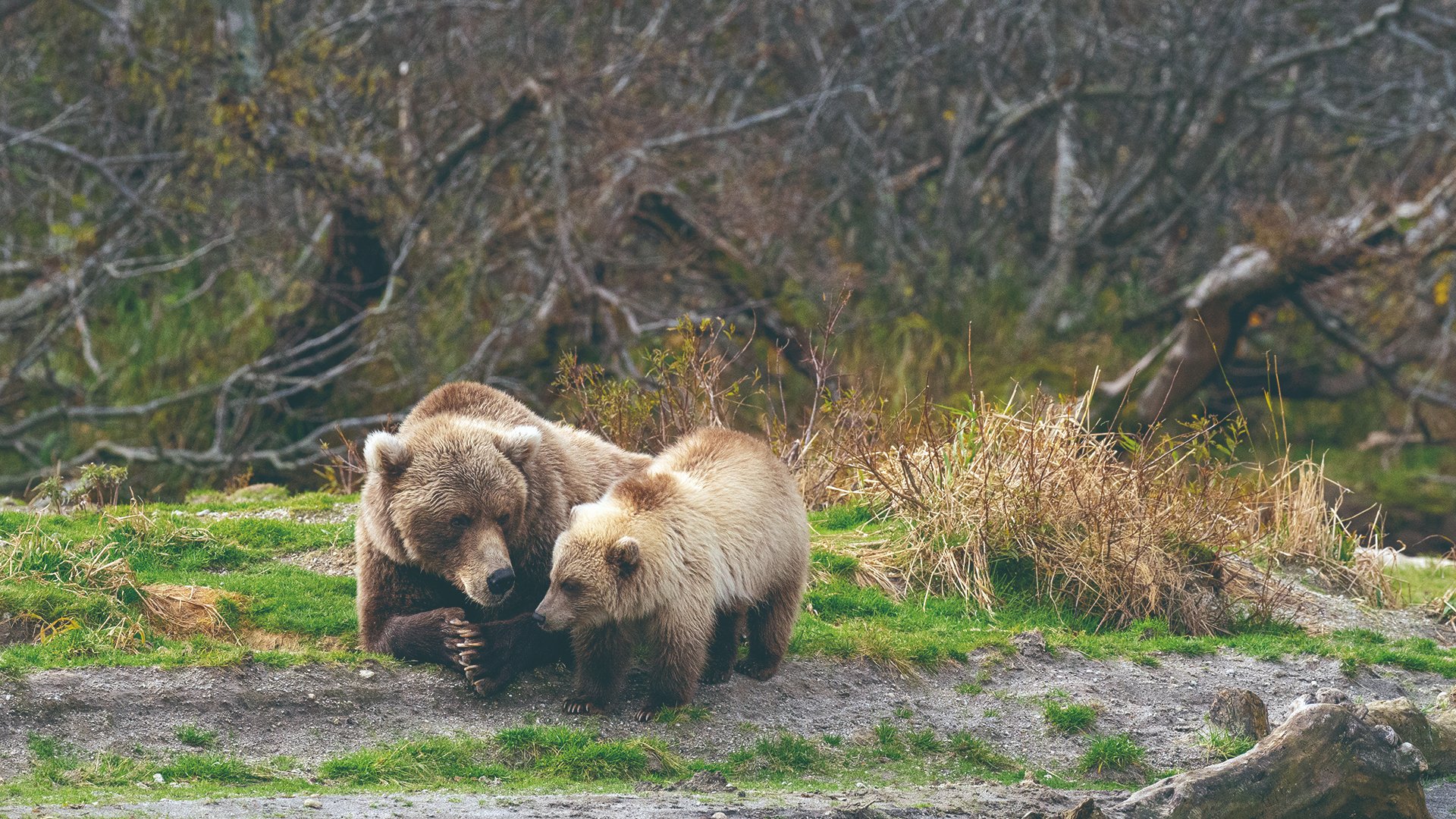 ネイチャーフォトに明け暮れて60年。野生動物写真家が語る、クマの魅力