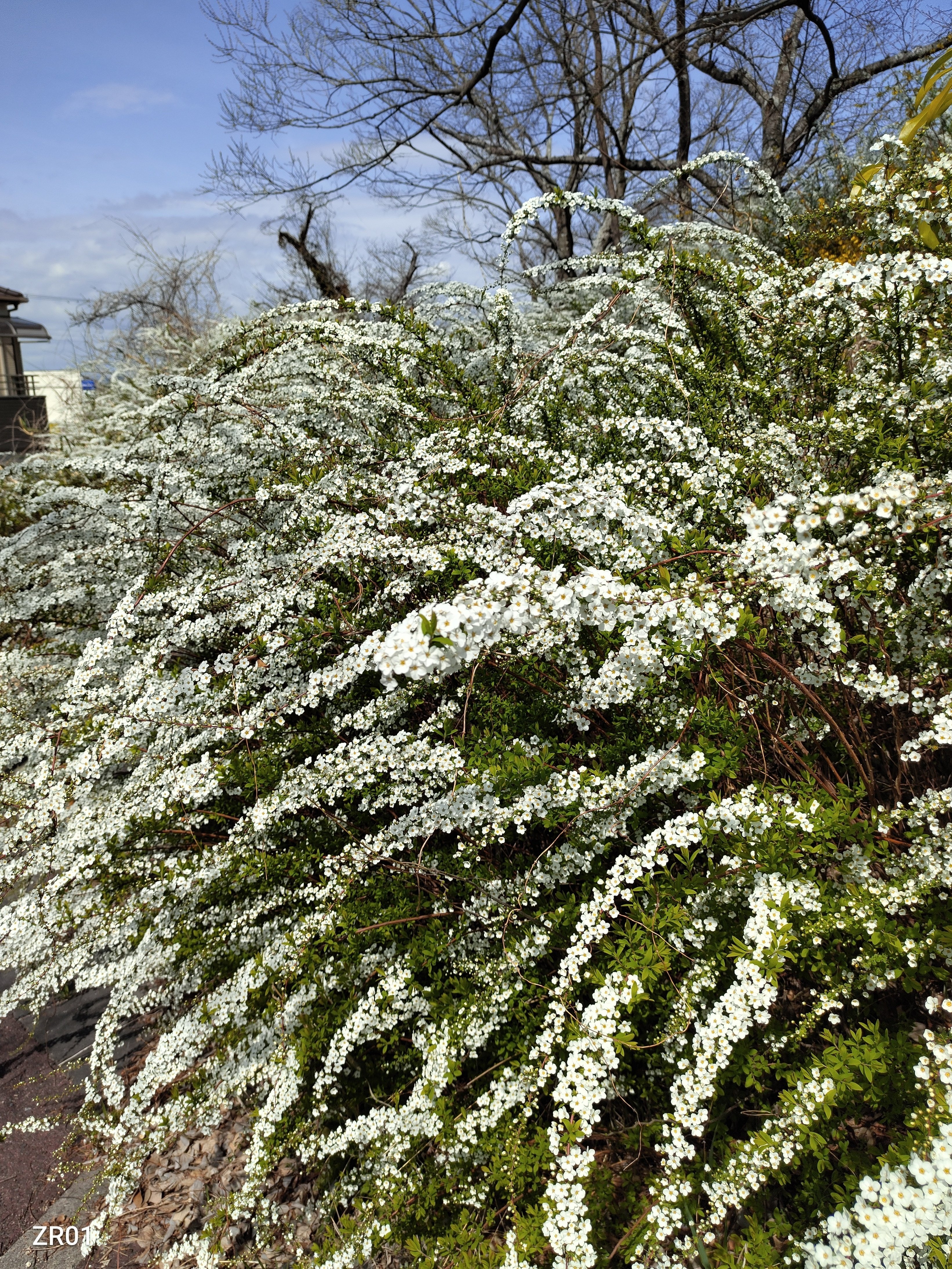 桜に先駆けて咲く木の花｜かえる