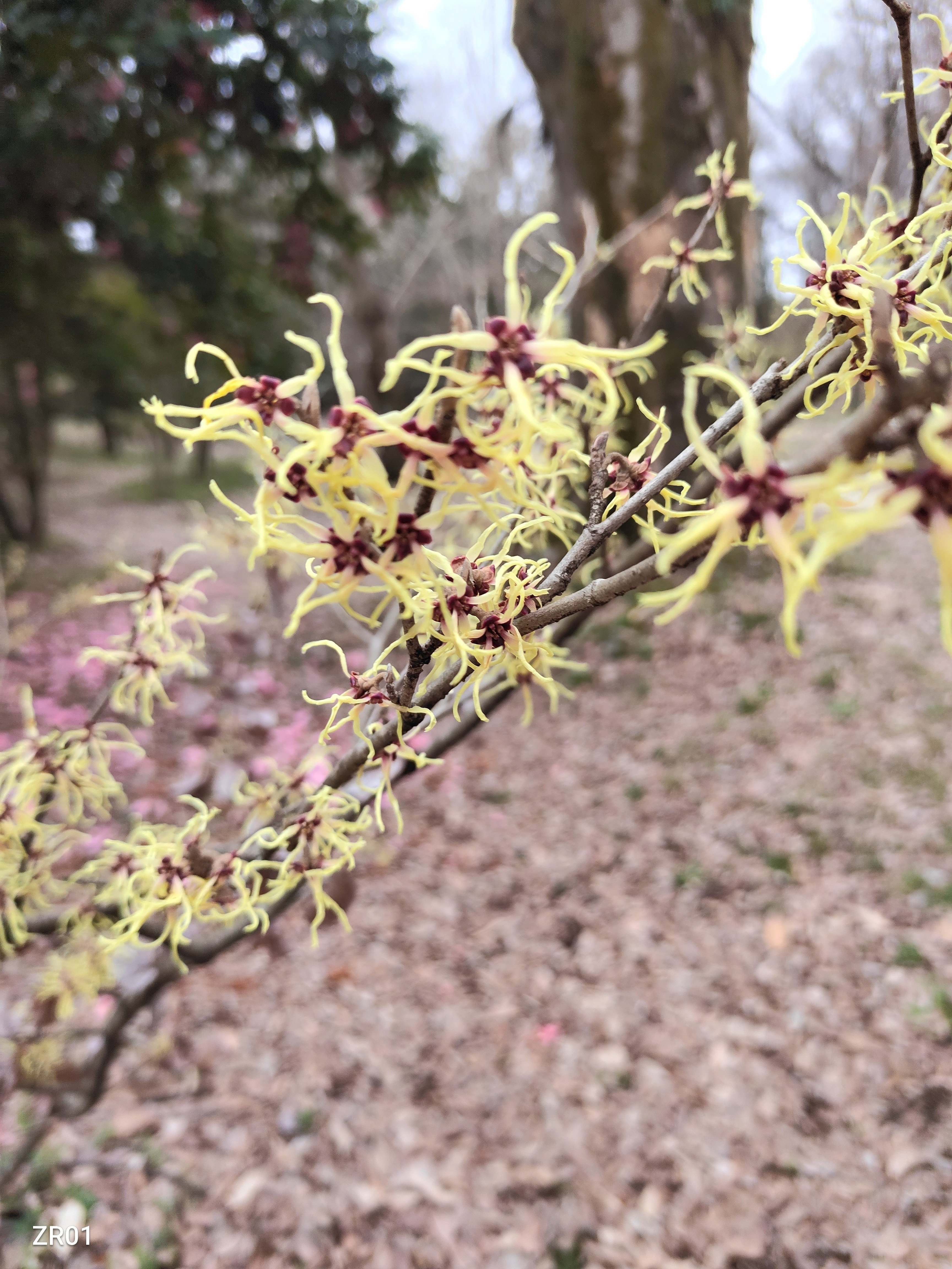桜に先駆けて咲く木の花｜かえる