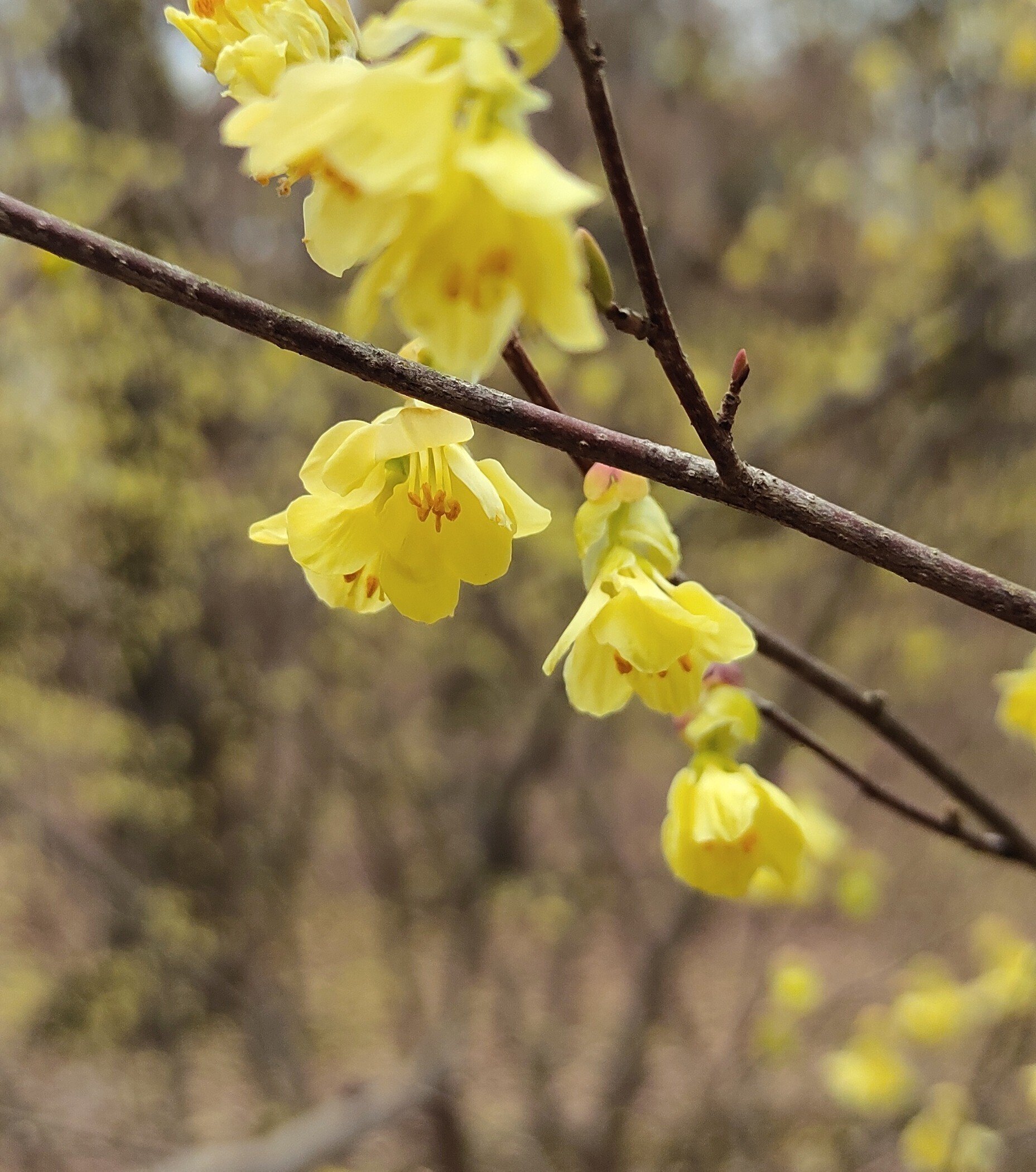 桜に先駆けて咲く木の花｜かえる