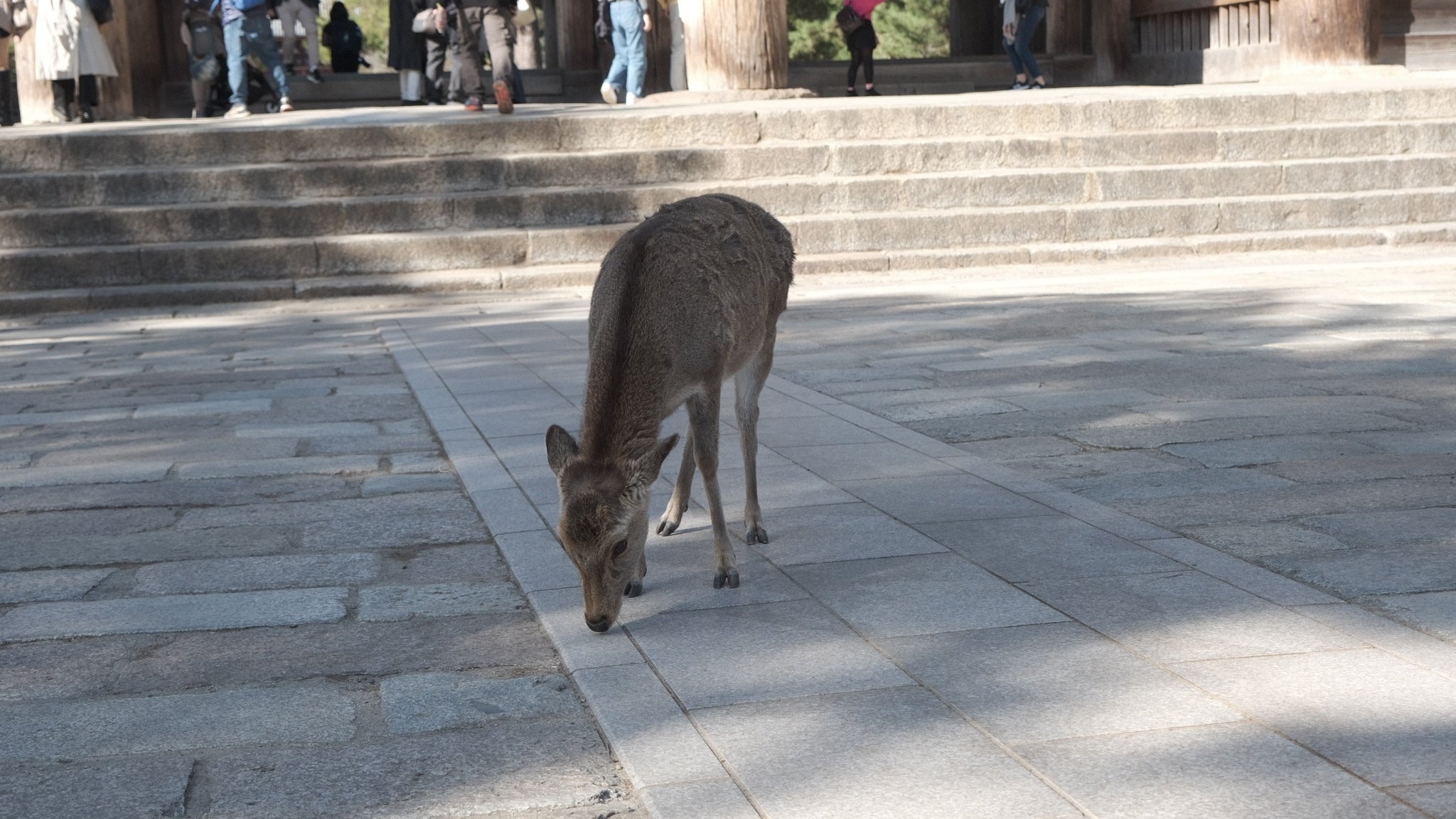 奈良公園 靴 安い 臭い