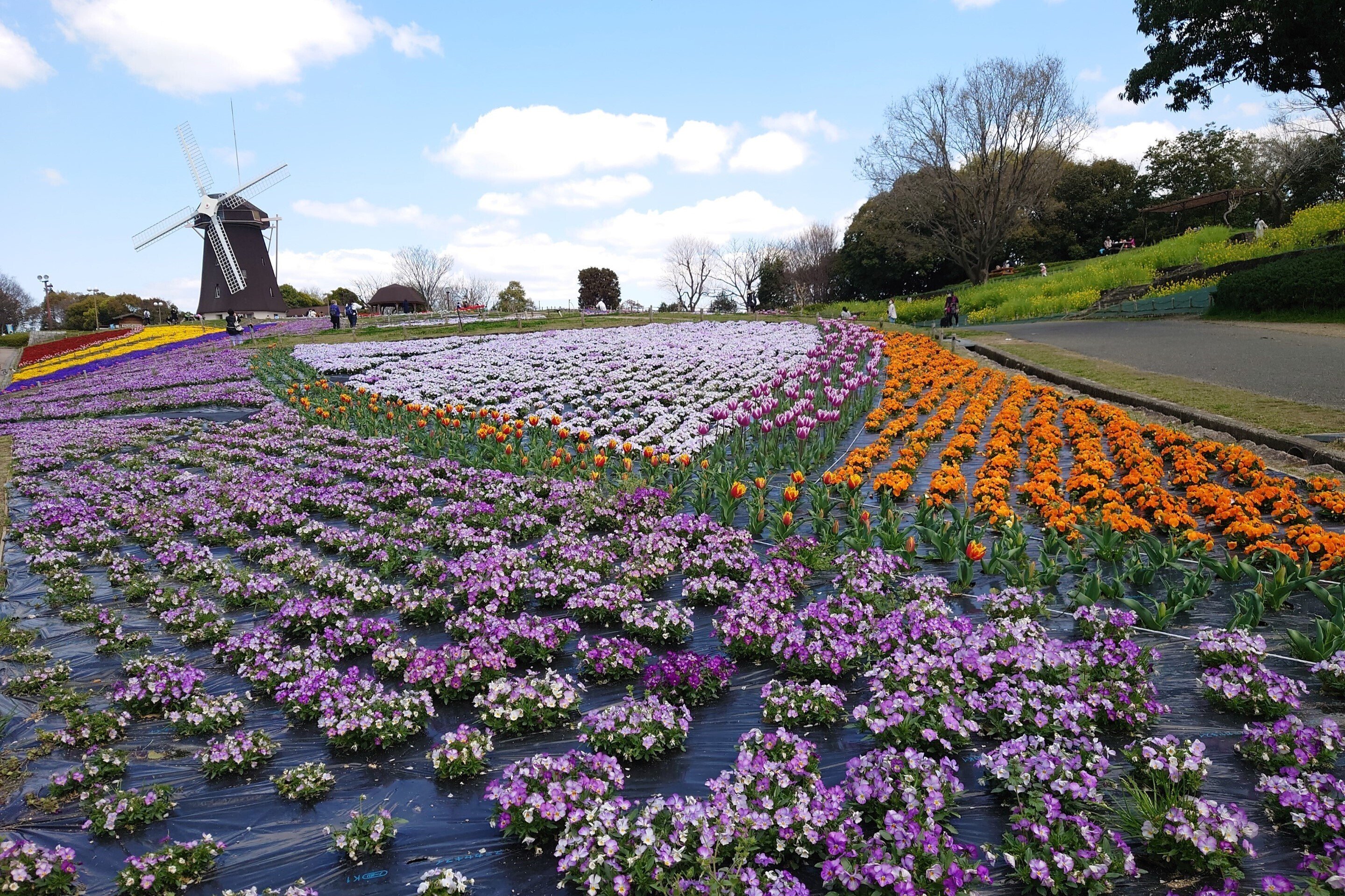 ★マグナフィフティー★限定車★極上車★鶴見緑地公園北側★ 花博記念公園鶴見緑地2022年4月4日【桜,チューリップ】｜レタス