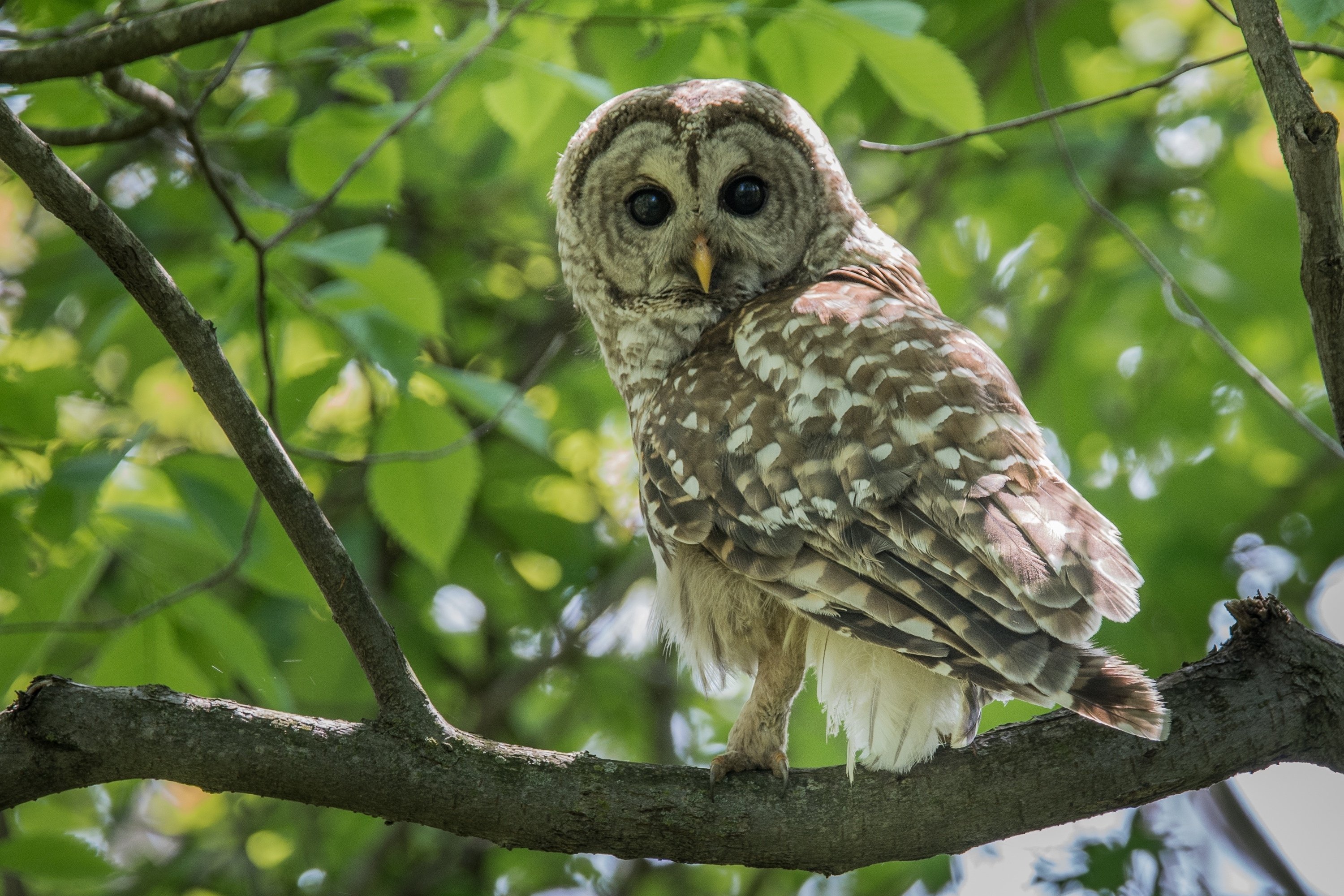 シカゴでバードウォッチング！】フクロウたち｜ローリー