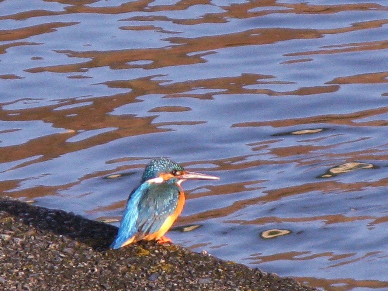 川岸にいる鳥 パステル画 川岸にいる鳥 パステル画 川岸にいる鳥