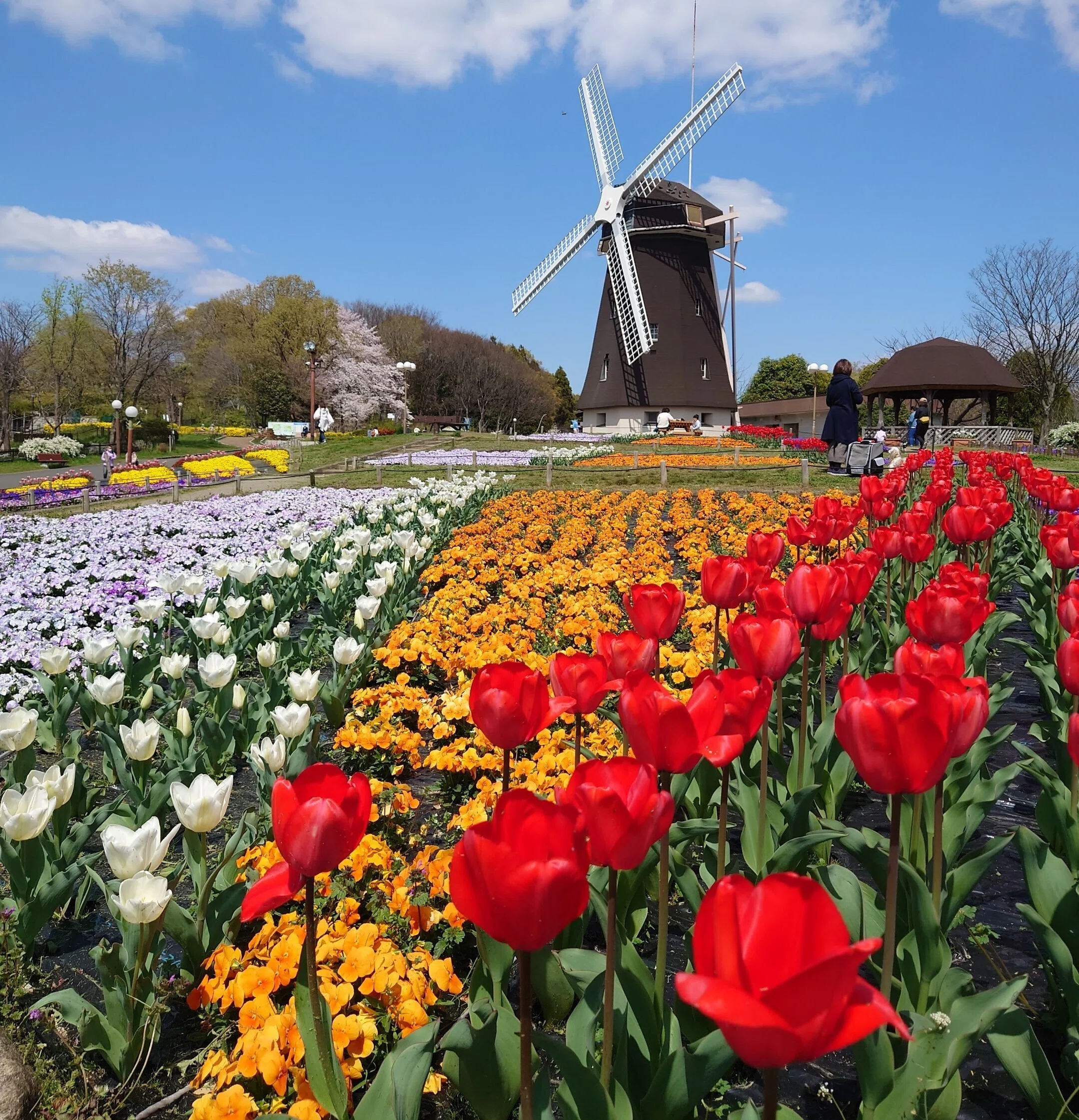 花博記念公園鶴見緑地2022年4月4日【桜,チューリップ】｜レタス