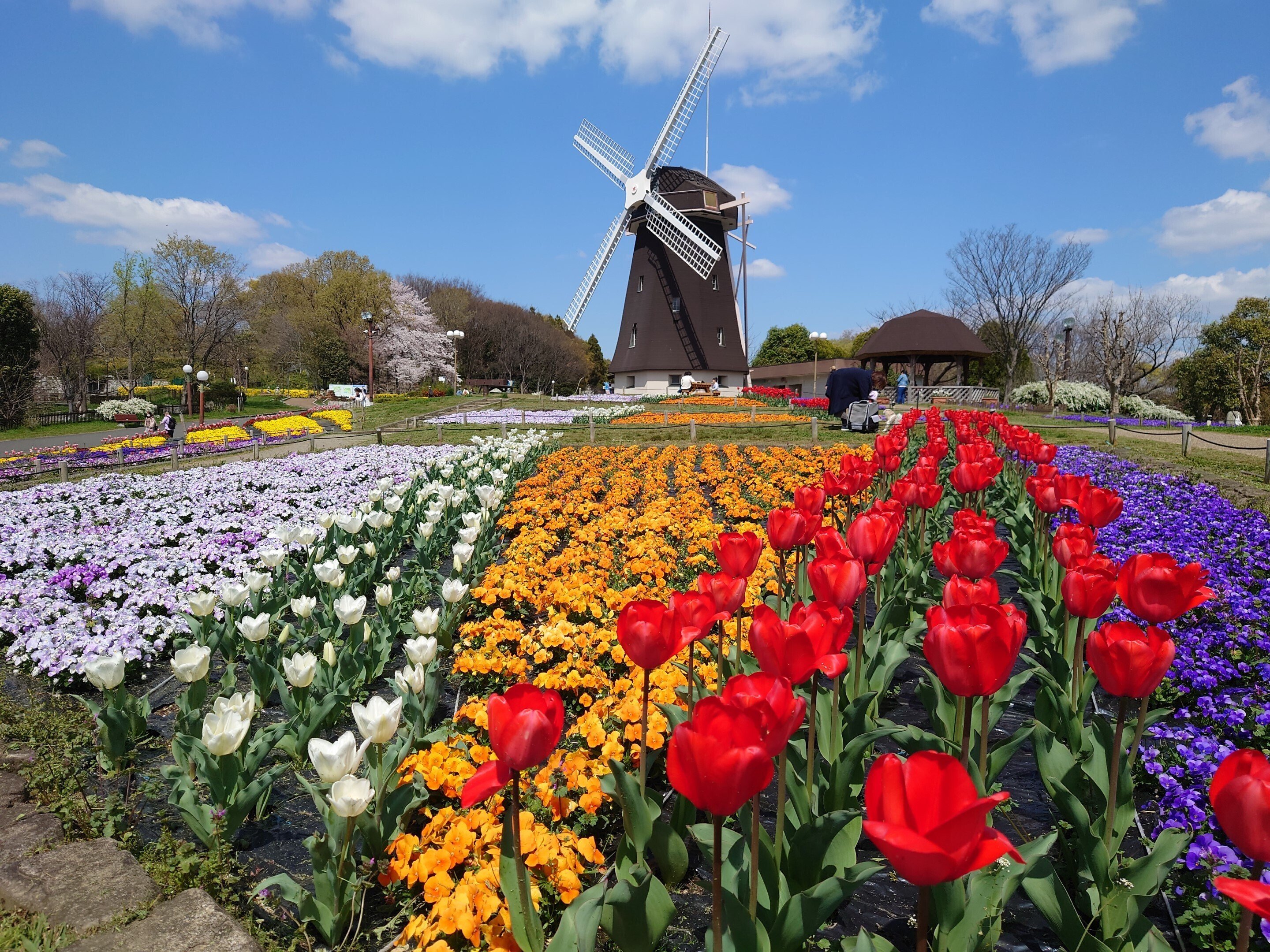 花博記念公園鶴見緑地2022年4月4日【桜,チューリップ】｜レタス