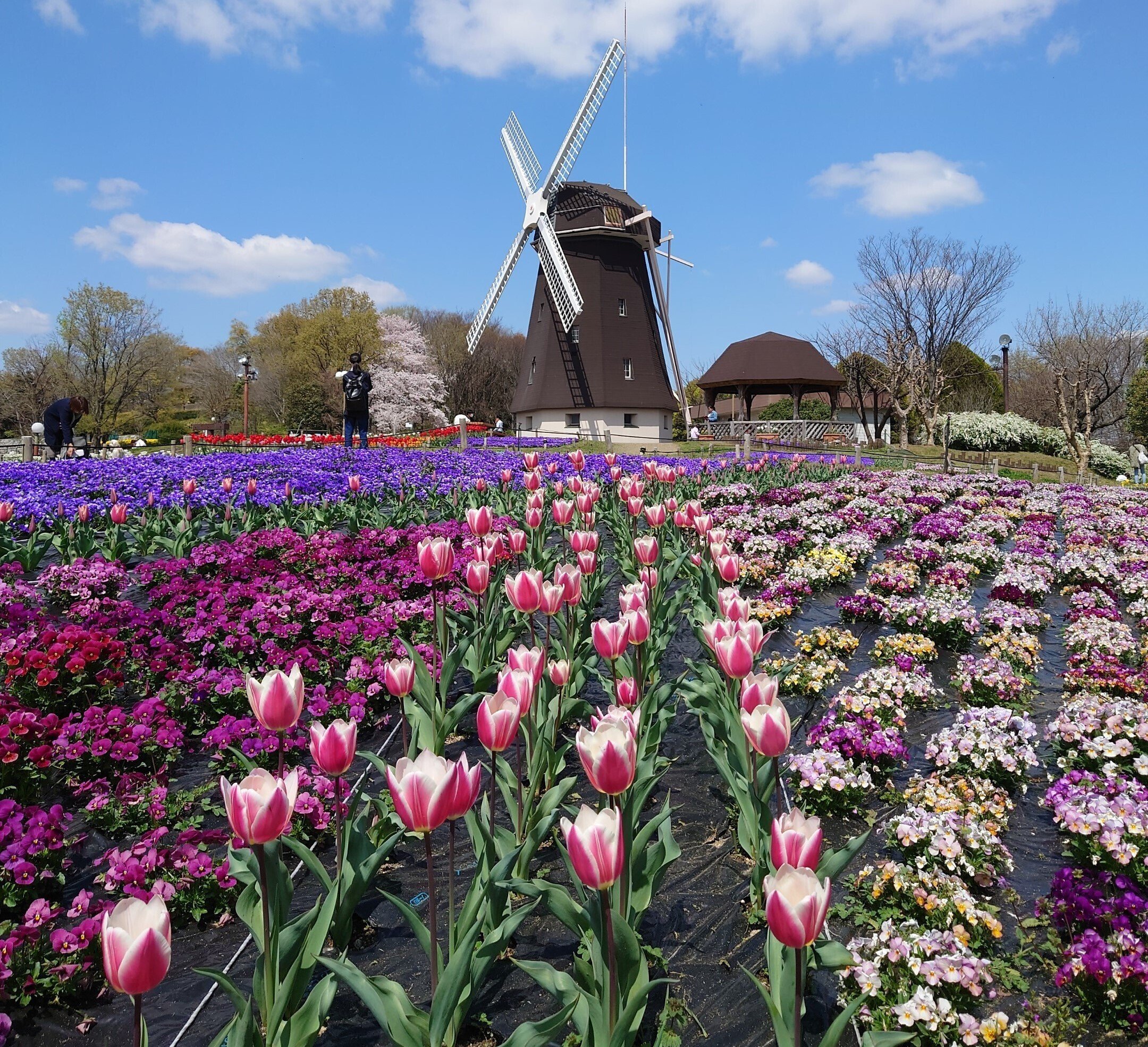 花博記念公園鶴見緑地2022年4月4日【桜,チューリップ】｜レタス