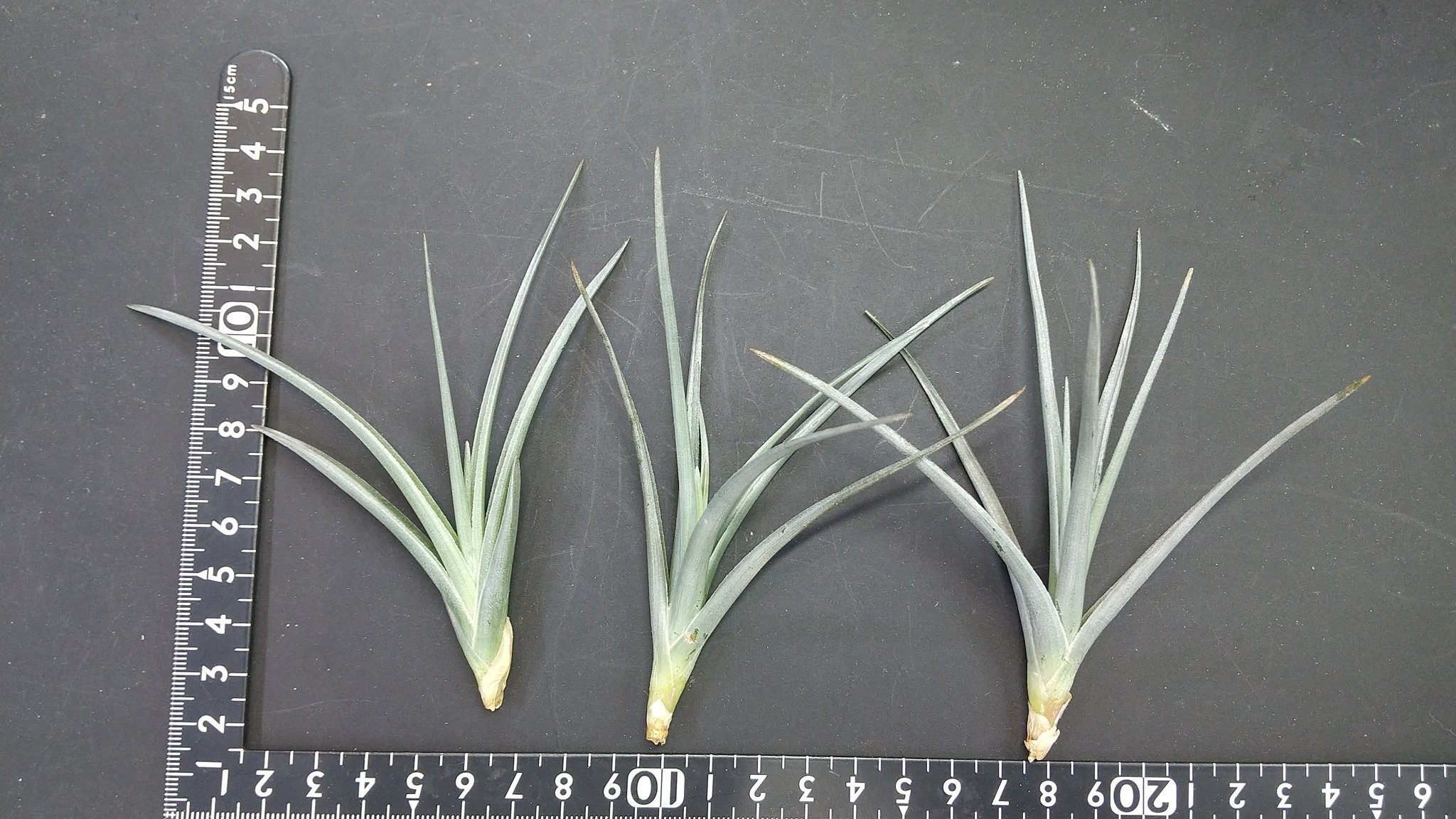 チランジア Aztec Flame チランジア Aztec Flame Tillandsia Aztec Fire - (T. schatzlii x