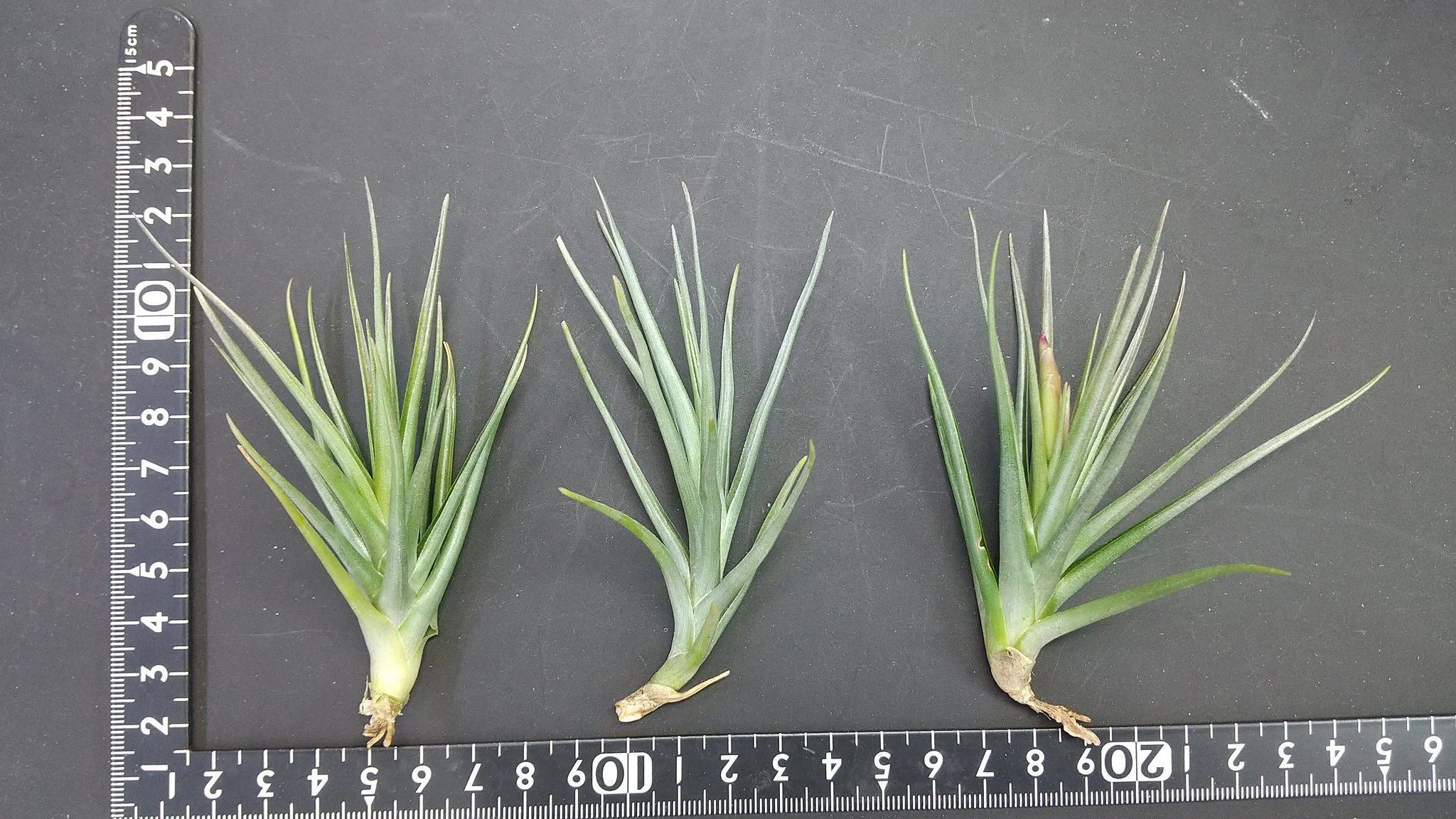 チランジア入荷リスト3/10｜NatureGarden🌿神田