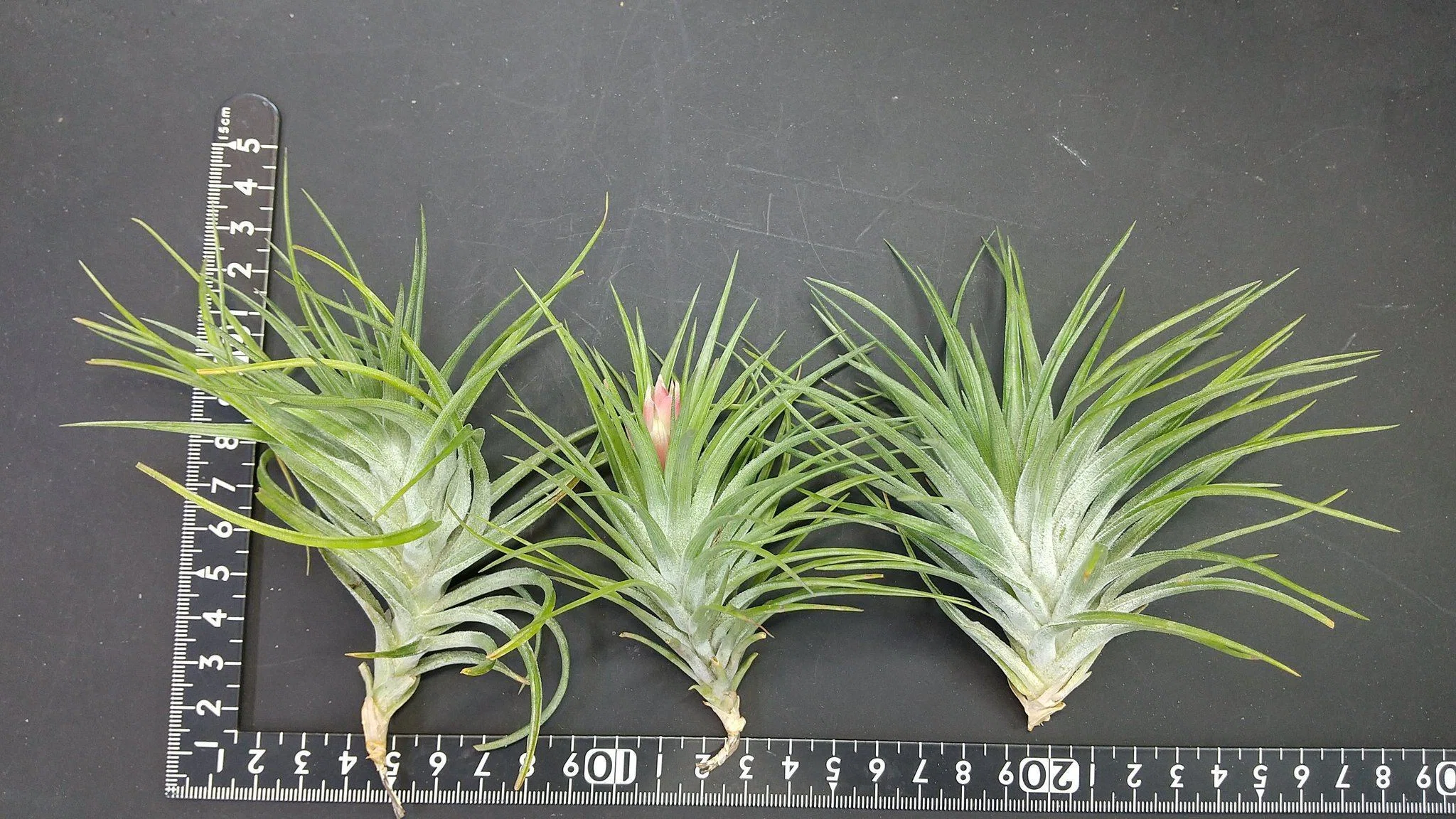 チランジア入荷リスト3/10｜NatureGarden🌿神田