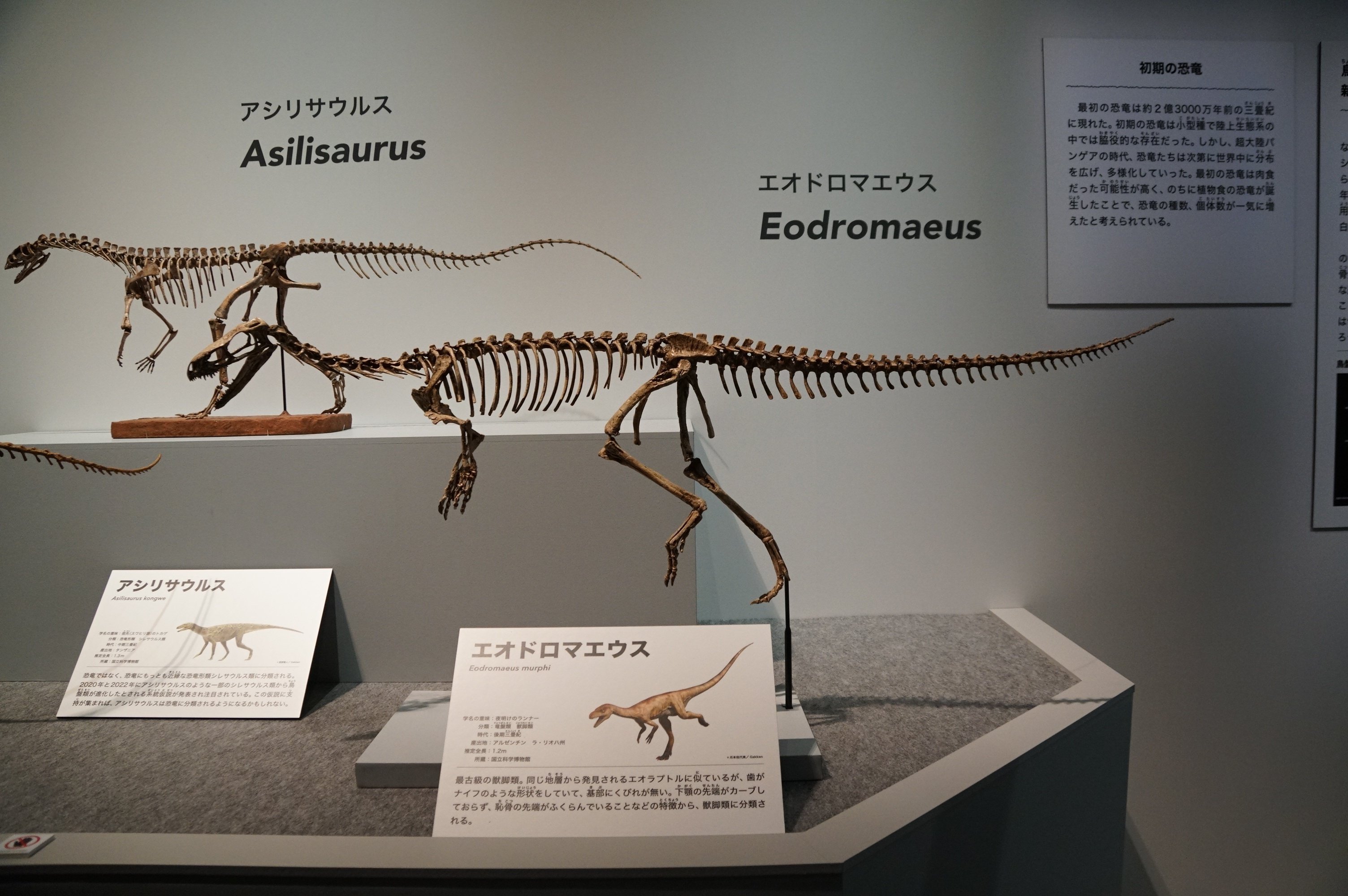 大注目 恐竜博2023ですよ｜始祖鳥堂まふ（M.A.F.） コレクション
