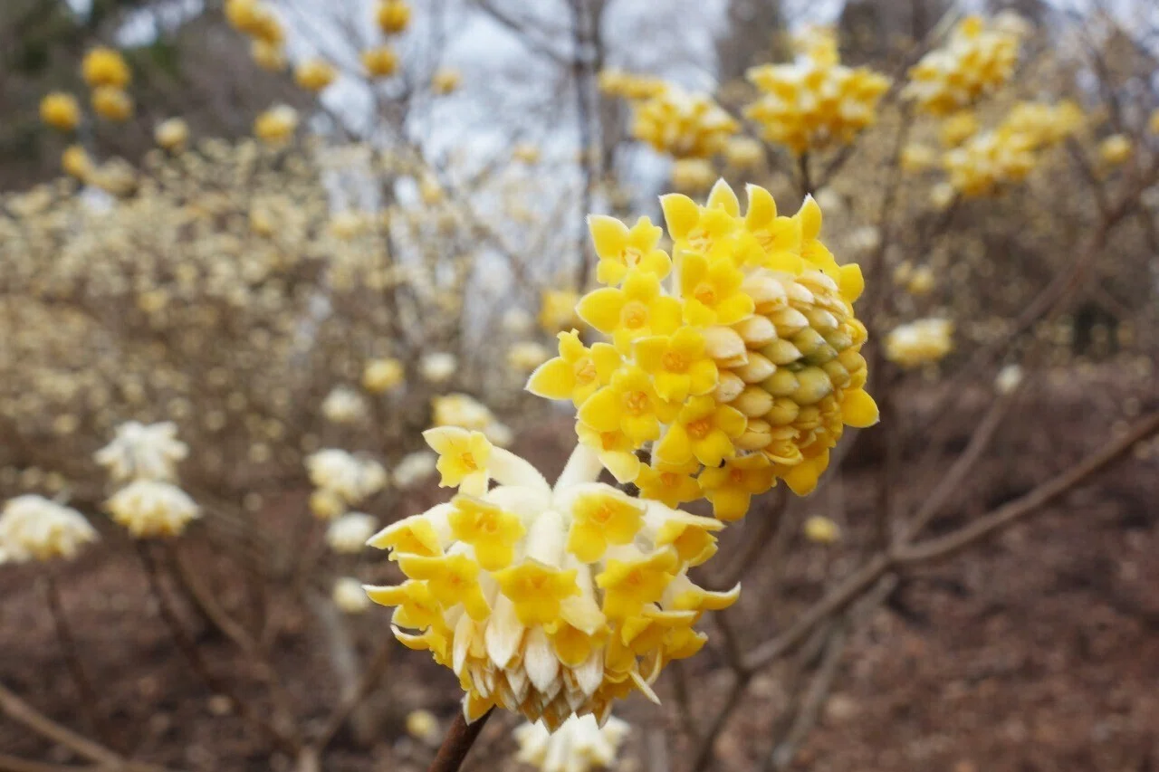 ミツマタの花が咲き乱れる西丹沢「ミツバ岳」（神奈川県