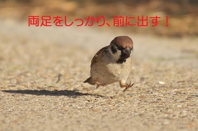 謎の鳥 第2437回 なぞなぞの中の鳥 ⑴｜翆野 大地