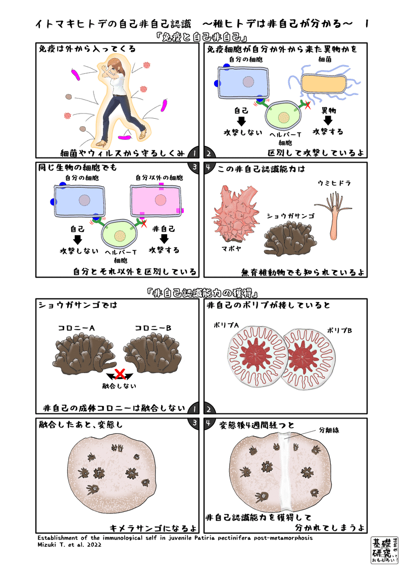 2022, Frontiers in  Immunology, Establishment of the immunological self in juvenile Patiria pectinifera post-metamorphosis, M. Taguchi et al. より1ページ目