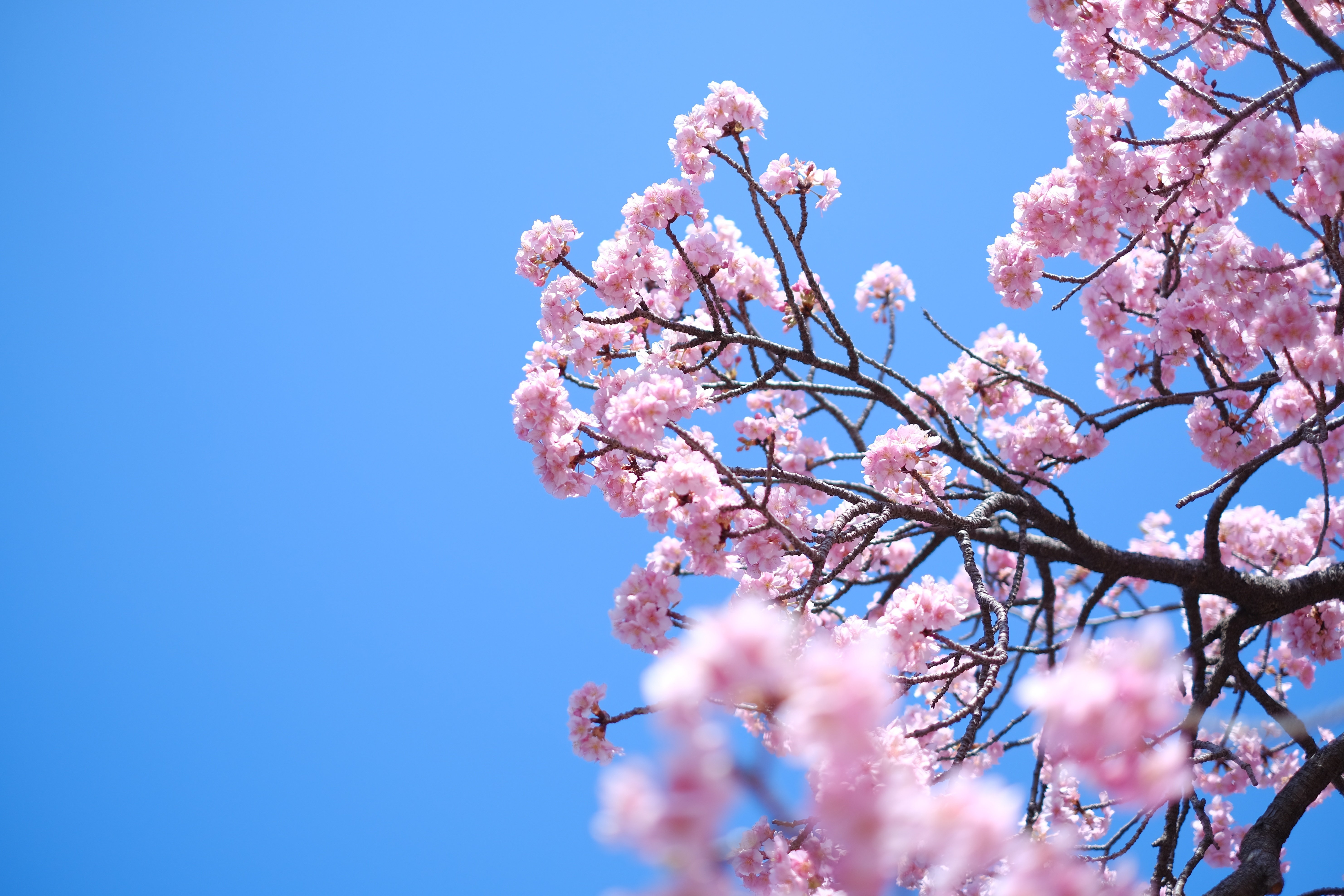 河津桜をXF35mm F1.4縛りで撮影する。【単焦点縛り修業】【富士