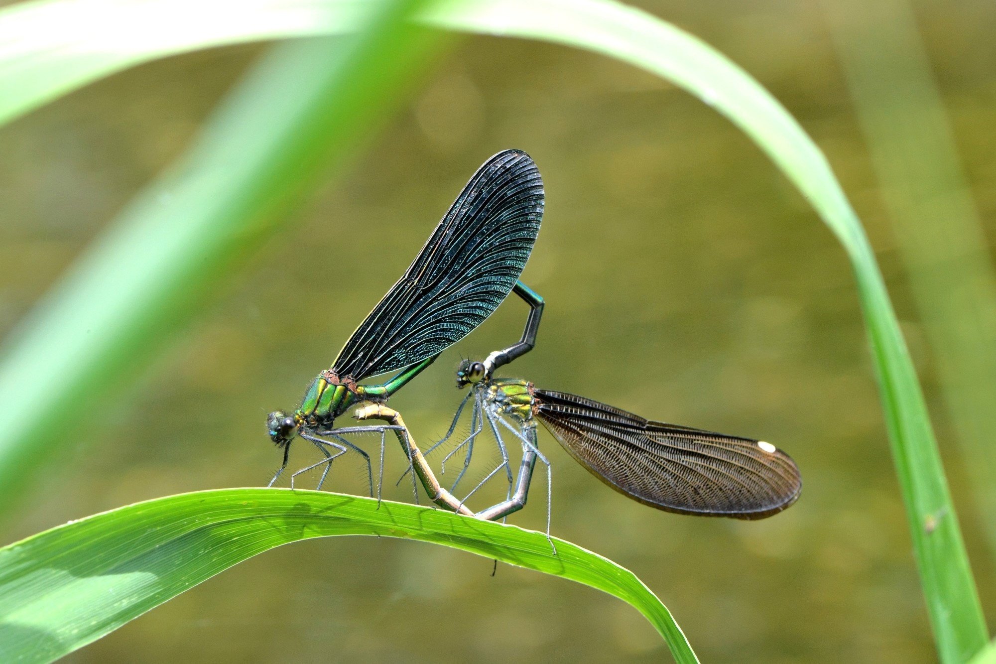 この川にこんな『いのち』が 能登の河川の水生生物 - 生物学