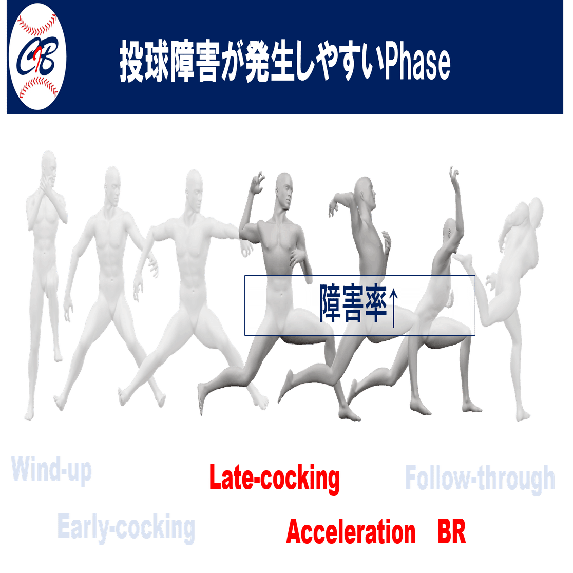 投球障害肩に必要な”肩甲挙筋”のエコー観察【トレーナー