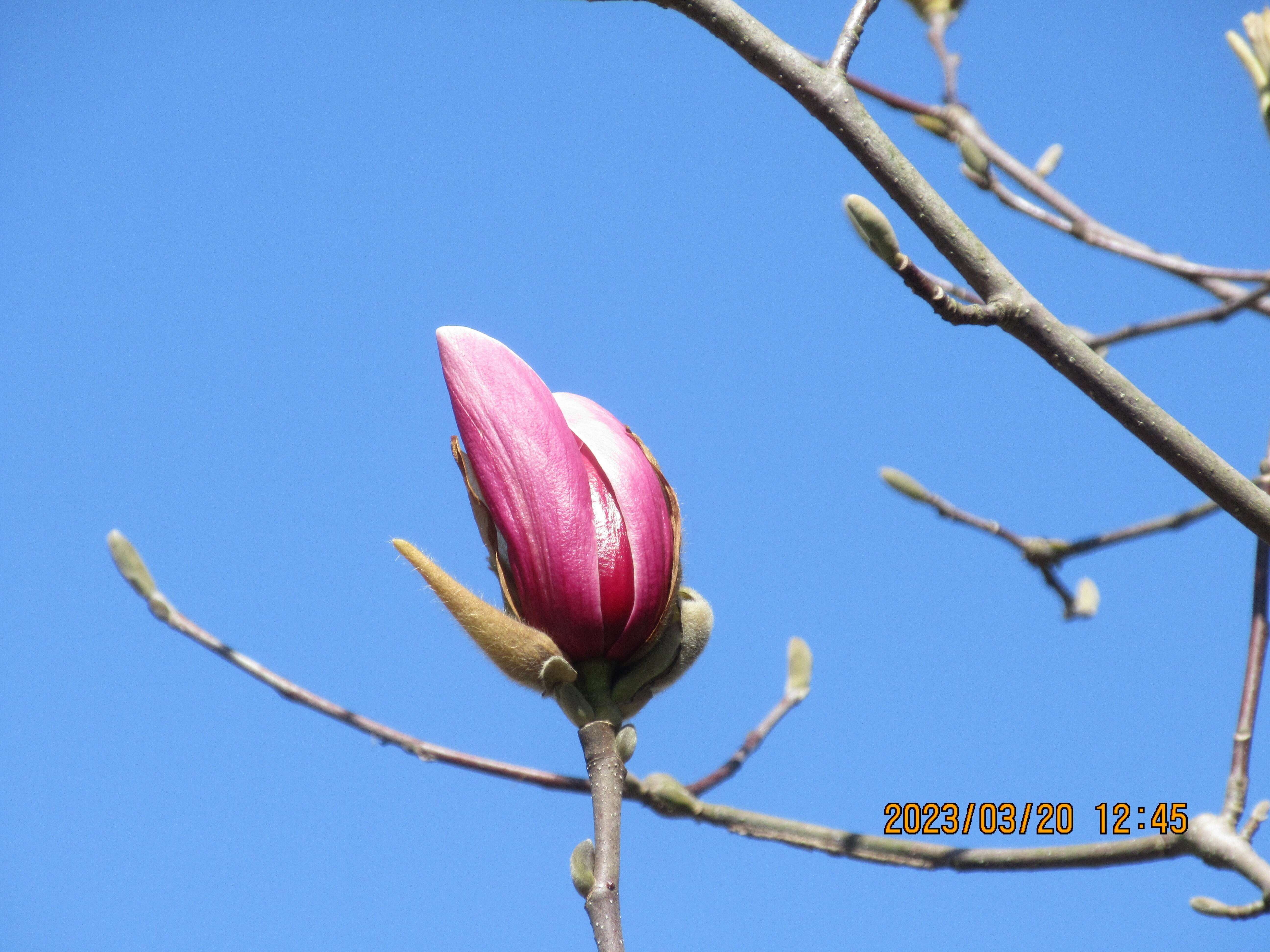 夏水仙・三種のすみれ・バイモのご確認です♫ 【公式通販】