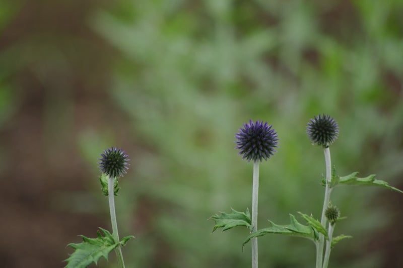 ドライフラワーの育て方【ルリタマアザミ】｜mamepiina（まめぴいな）