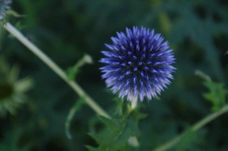 ドライフラワーの育て方【ルリタマアザミ】｜mamepiina（まめぴいな）