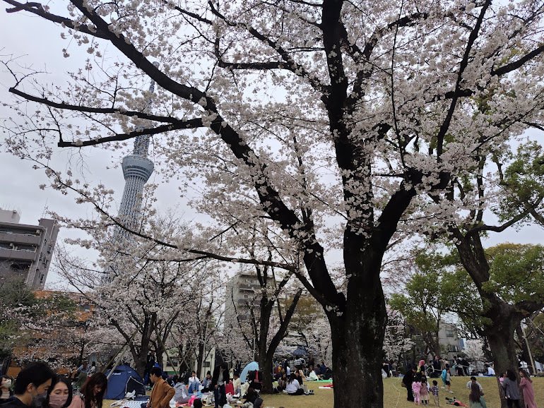 桜だ　白い花が開き　人びとが集う　みな浮かれている　ぼくもその中に入りたい　そう思ってやってきた公園　ひとり　ここにひとりでいるのはもったいない　でもひとり　ひとりなので　そっと公園に背を向けた