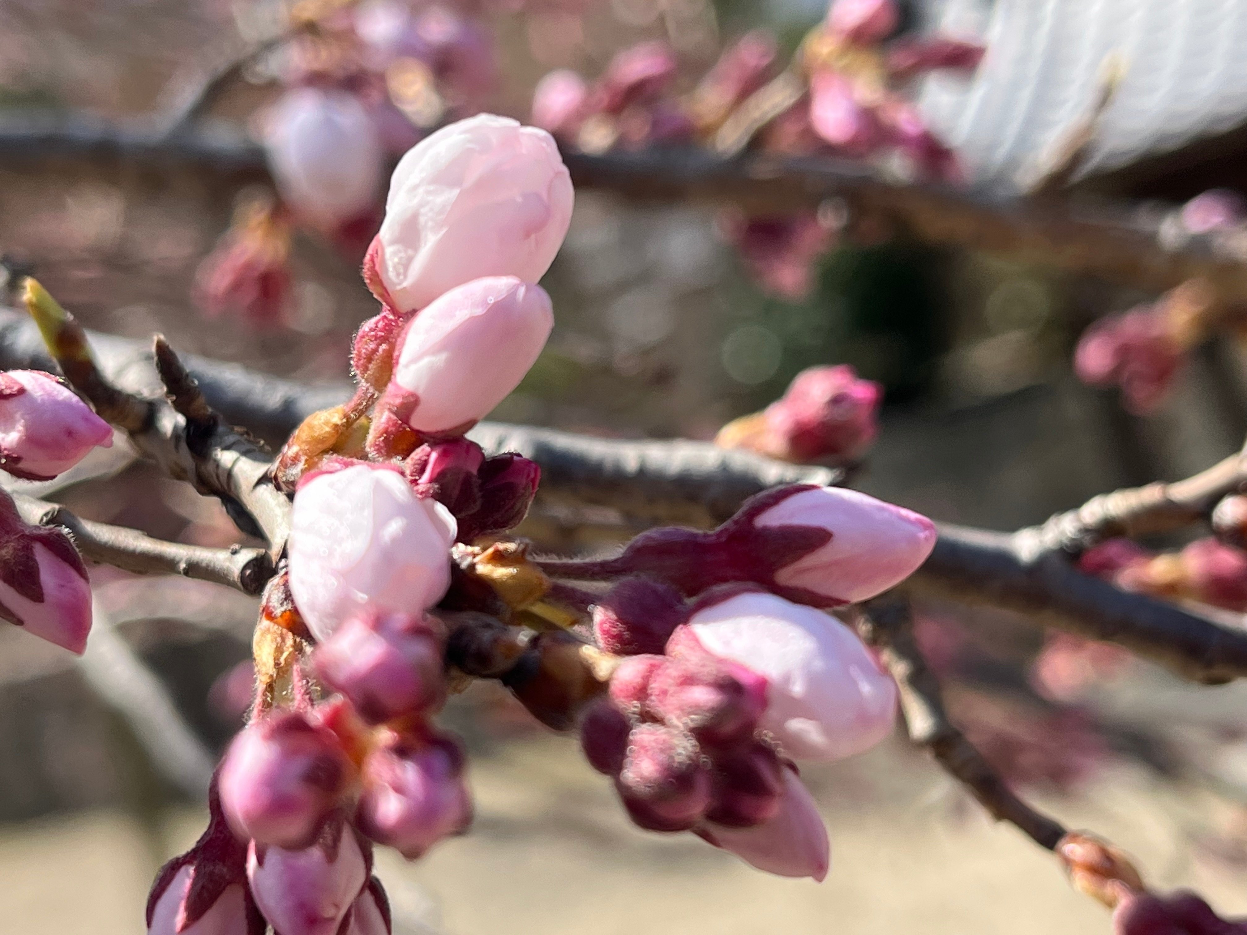 桜咲く 枝垂れのつぼみ 可愛くて 山寺の屋根 蘇りの美｜南河内ニュース