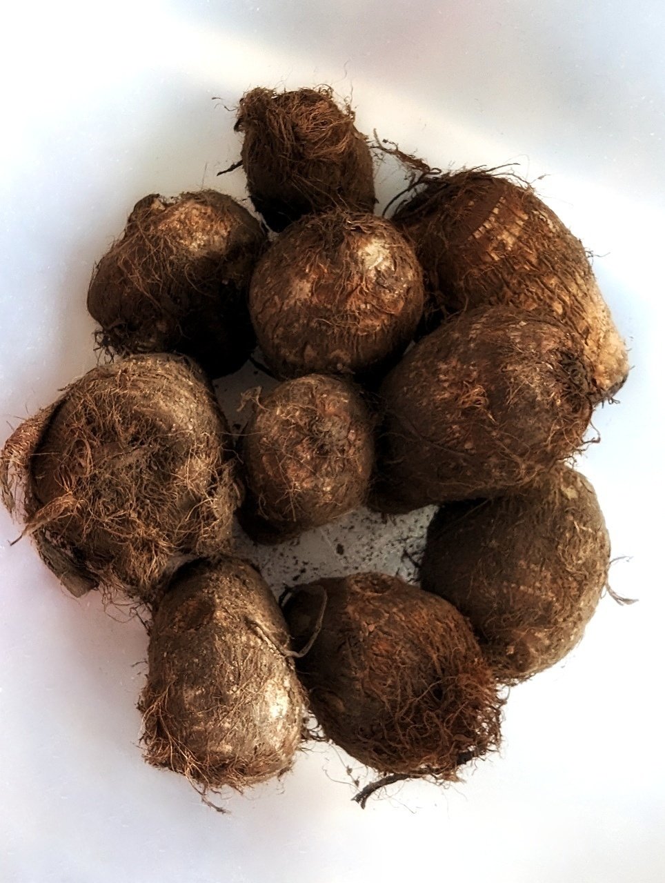 日当たりのよくない湿気った畑にスーパーで買ったサトイモを植えてみた