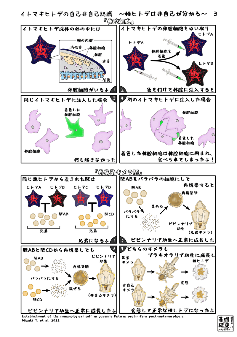 2022, Frontiers in Immunology, Establishment of the immunological self in juvenile Patiria pectinifera post-metamorphosis, M. Taguchi et al. より3ページ目