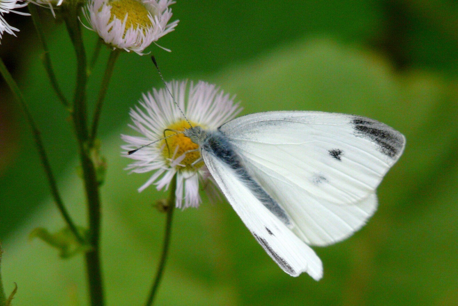 石木文　モンシロチョウとお花　オーバル　未使用 石木文 モンシロチョウとお花 オーバル 未使用 オオモンシロチョウ