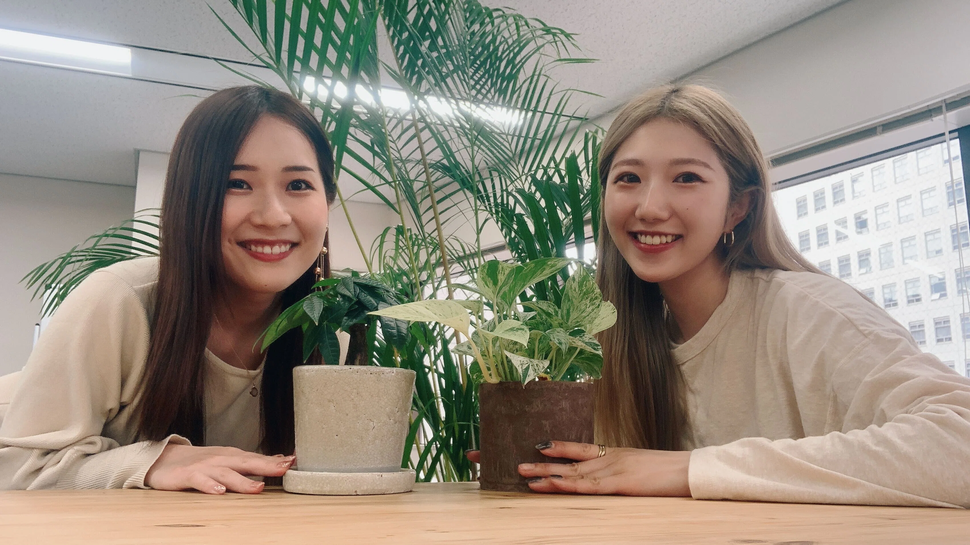 入社エントリ 】大型観葉植物 “アレカヤシ” がTebikiにjoinした話