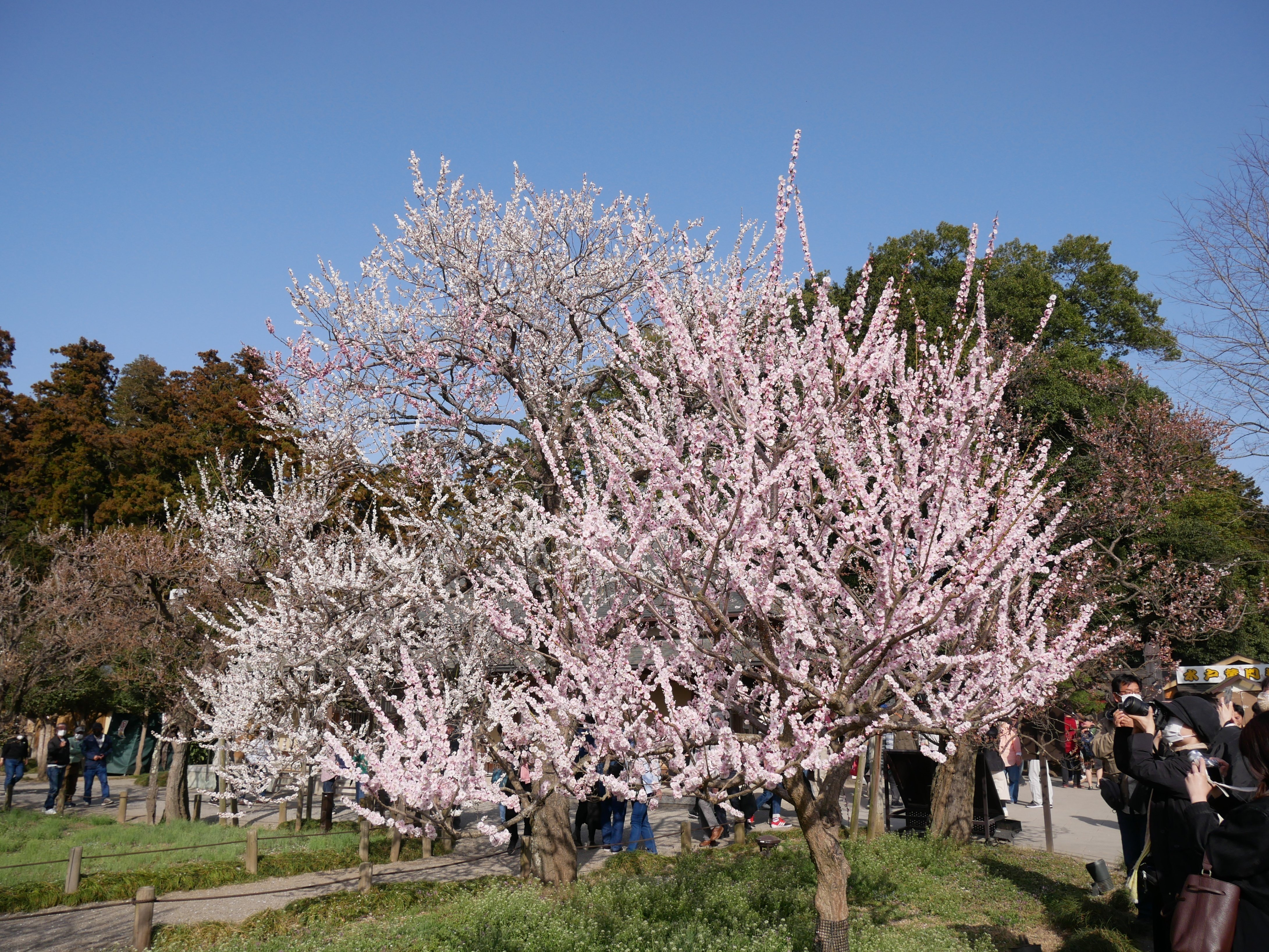 確認用！ 百花繚乱 すぐるん パズドラ】百花繚乱1攻略！【5F】｜ゲームエイト 確認用！ 百花繚乱