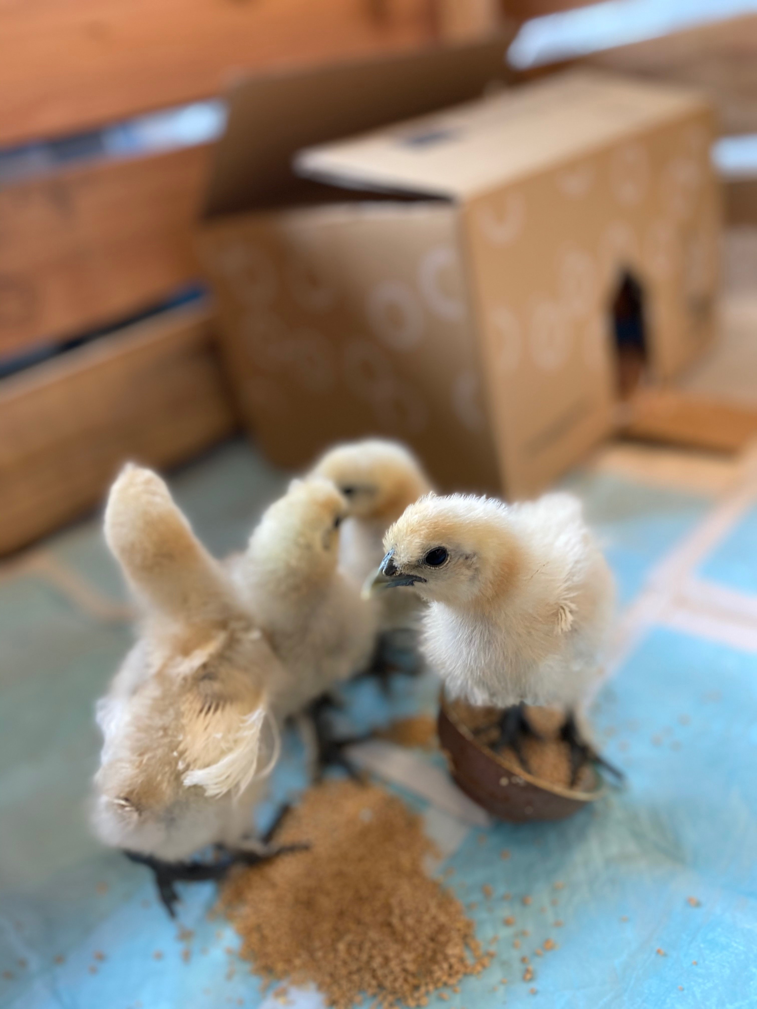 プレハブ物置を改造した鶏小屋 鳥の飼育に興味のある方に