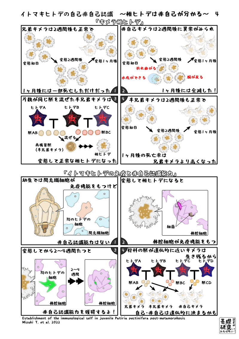 2022, Frontiers in Immunology, Establishment of the immunological self in juvenile Patiria pectinifera post-metamorphosis, M. Taguchi et al. より4ページ目