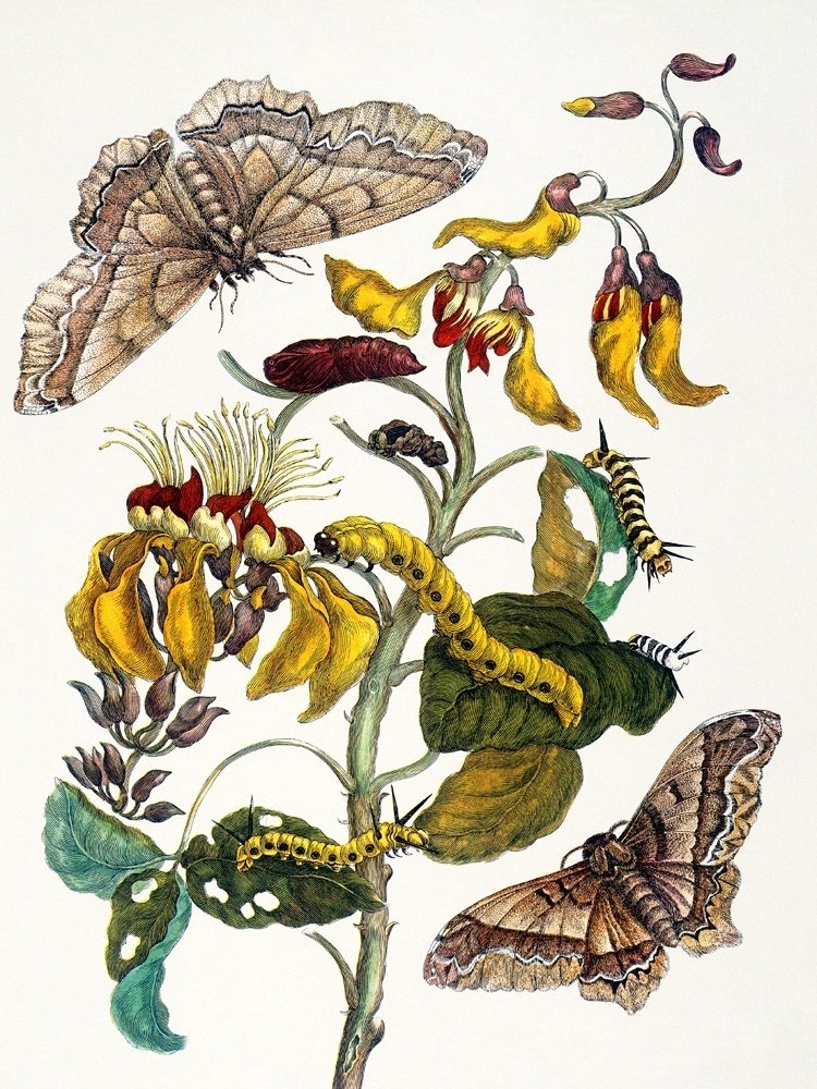 マリア・ジビーラ・メーリアンの植物・昆虫画の世界|artoday - chiaki マリア・ジビーラ・メーリアンの植物・昆虫画の世界|artoday - chiaki
