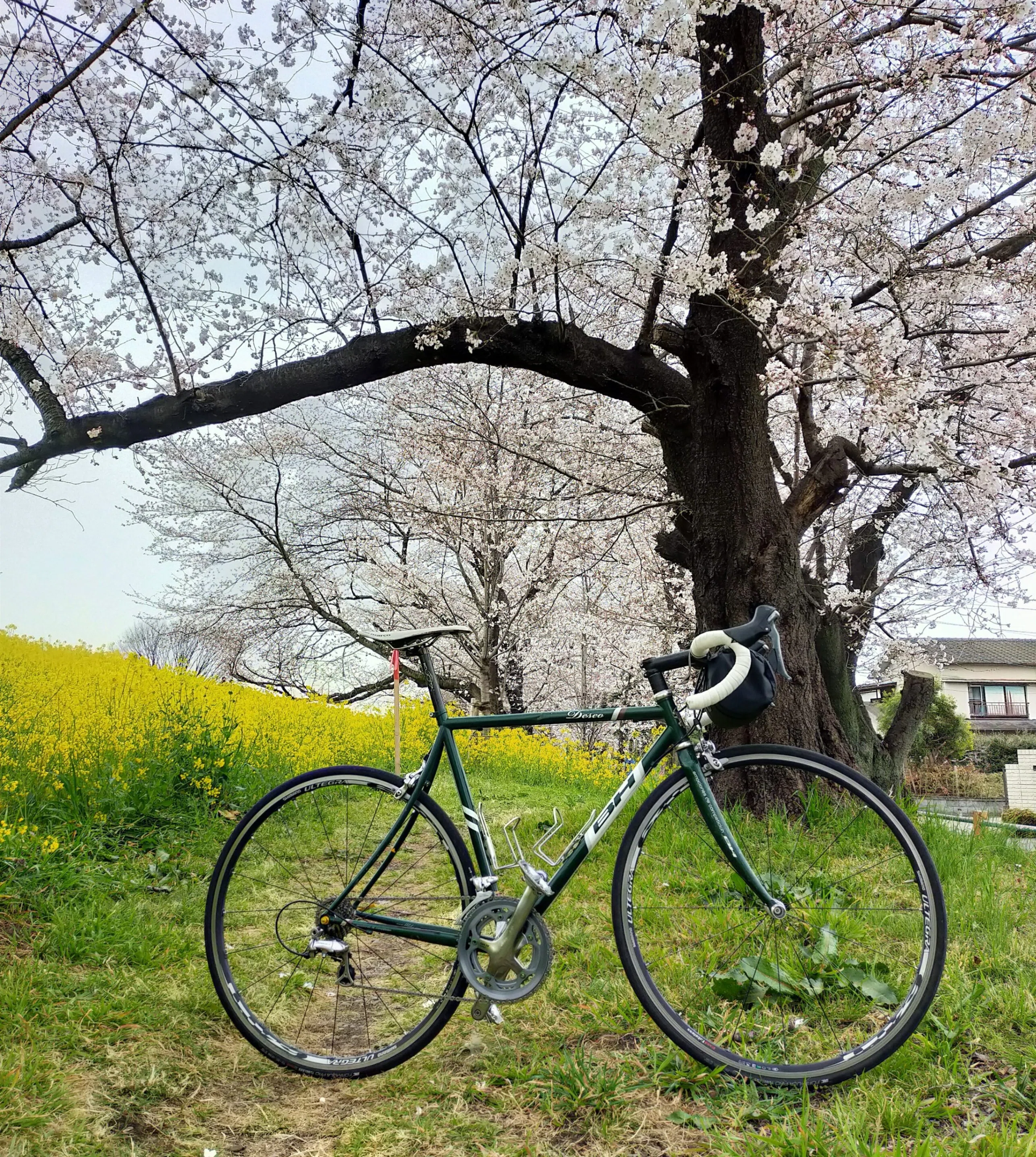 埼玉県北部でサイクリングにおすすめなお花見スポット｜ iwamoto yuuma