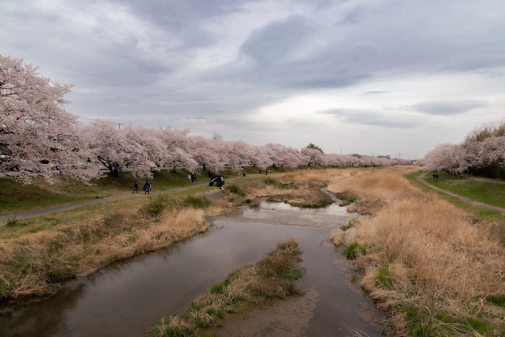 埼玉県北部でサイクリングにおすすめなお花見スポット｜ iwamoto yuuma