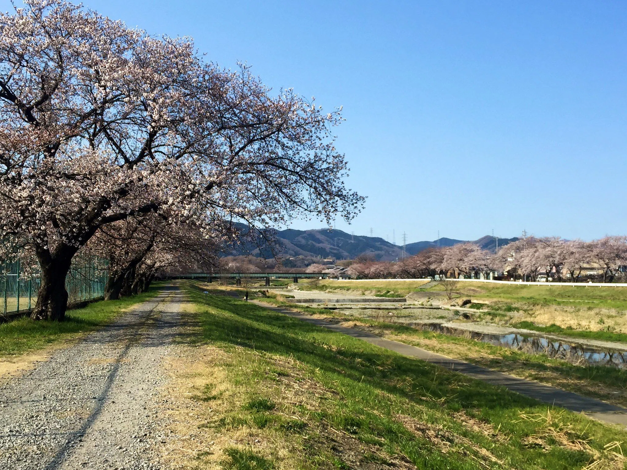 埼玉県北部でサイクリングにおすすめなお花見スポット｜ iwamoto yuuma