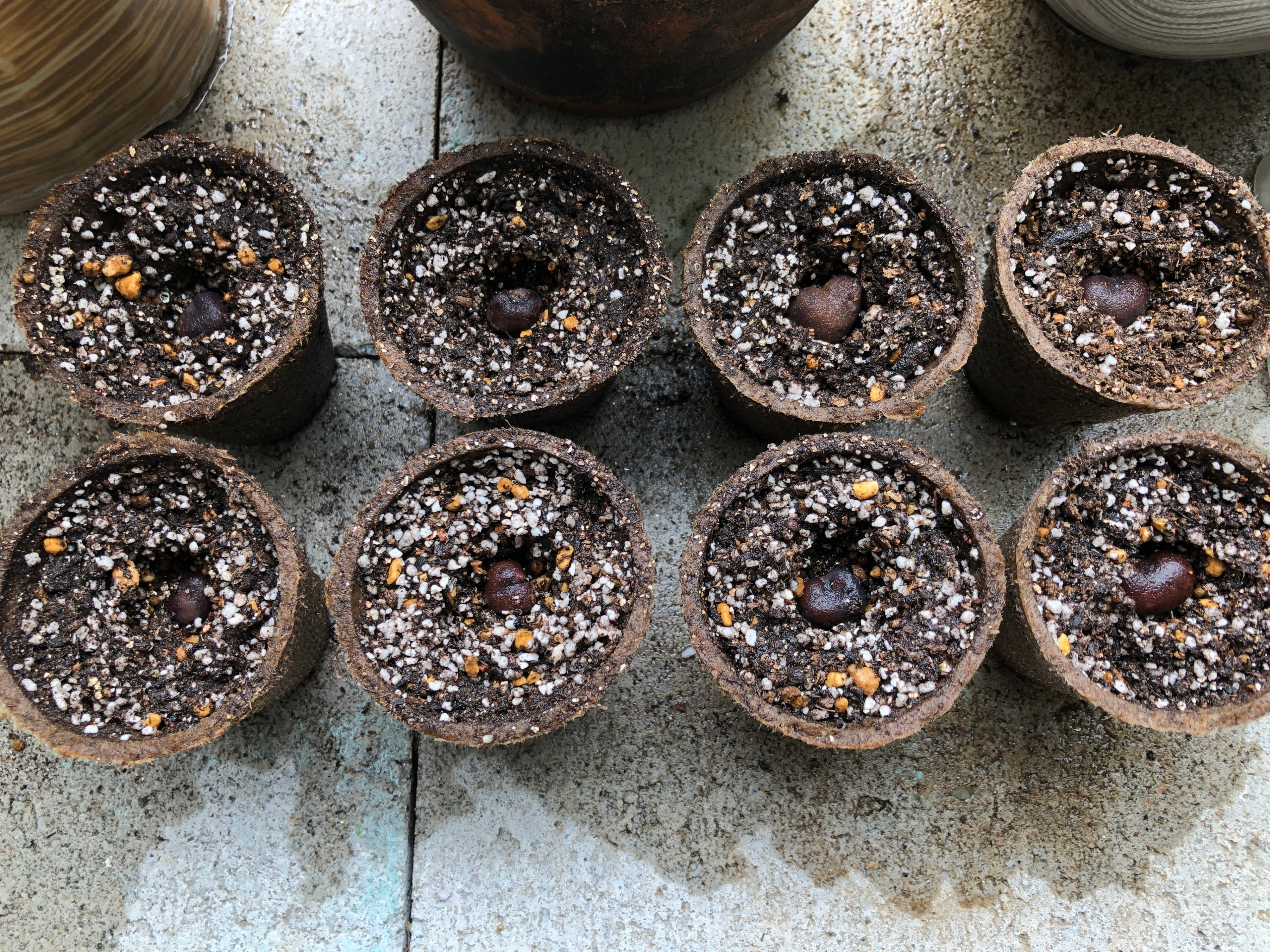 種から育てたバオバブの成長記録🌱 数年後の姿もチラリ｜穂の気ままライフ