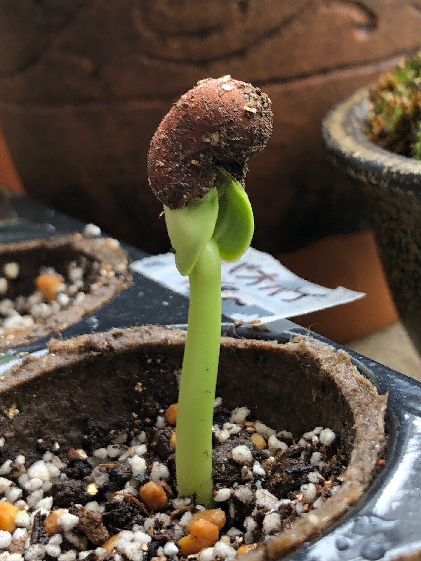 種から育てたバオバブの成長記録🌱 数年後の姿もチラリ｜穂の気ままライフ
