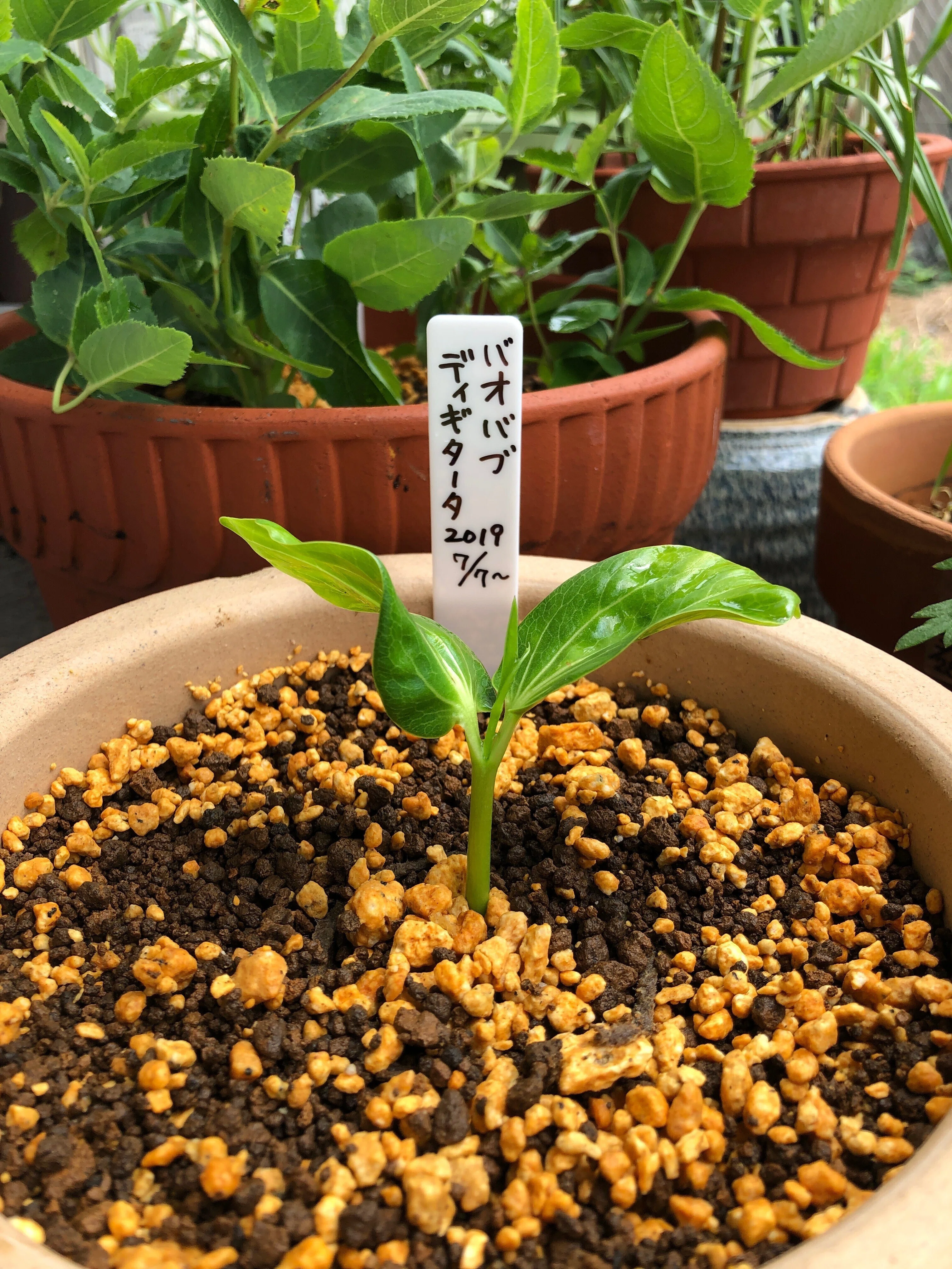 種から育てたバオバブの成長記録🌱 数年後の姿もチラリ|穂の 種から育てたバオバブの成長記録🌱 数年後の姿もチラリ|穂の