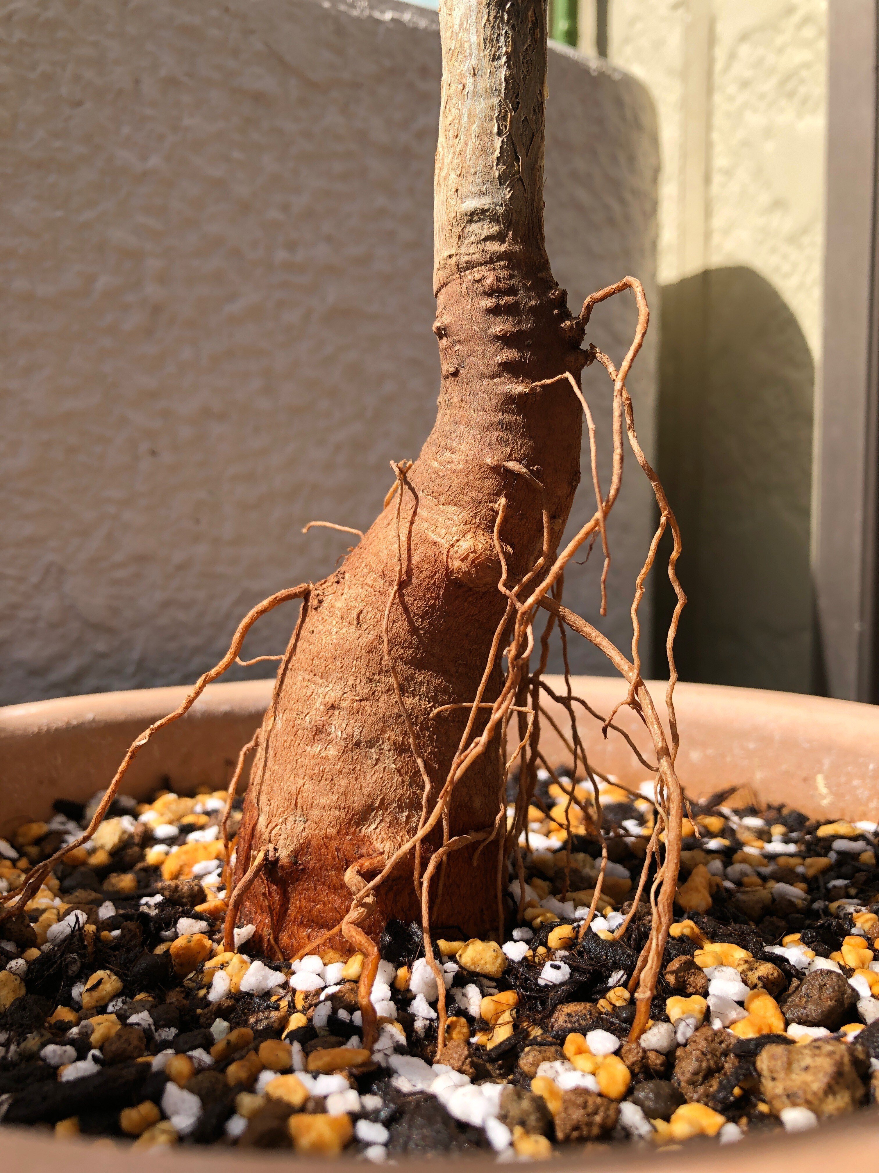 実生 バオバブの木‼️ 地植え株 細けれ 【引き取り限定】 実生 バオバブの木‼️ 地植え株 細けれ 【引き取り限定】